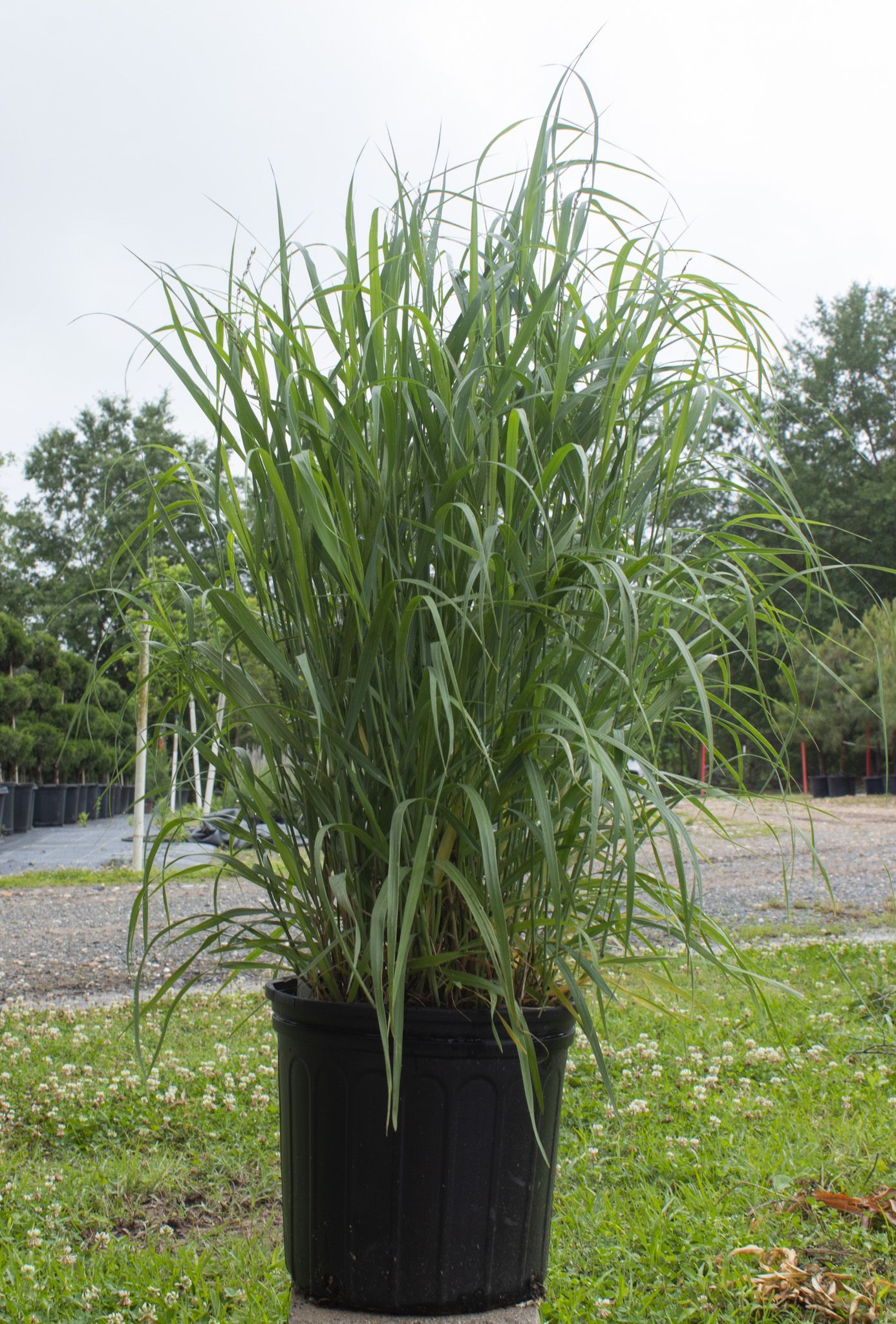 Tall green ornamental grass in a black planter outdoors on a grassy roadside area