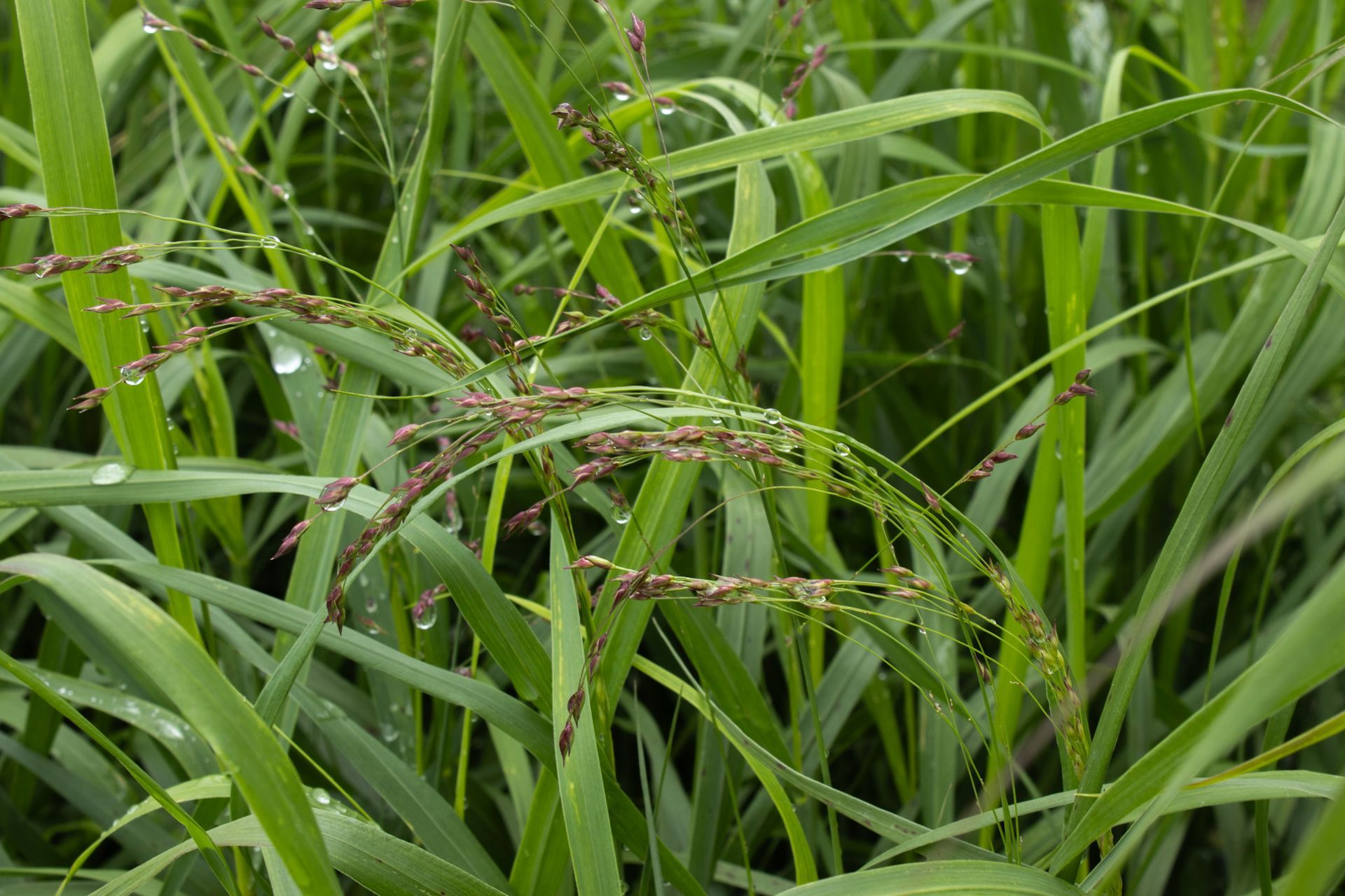 Green grass with pink flowers and tall leaves in a lush field