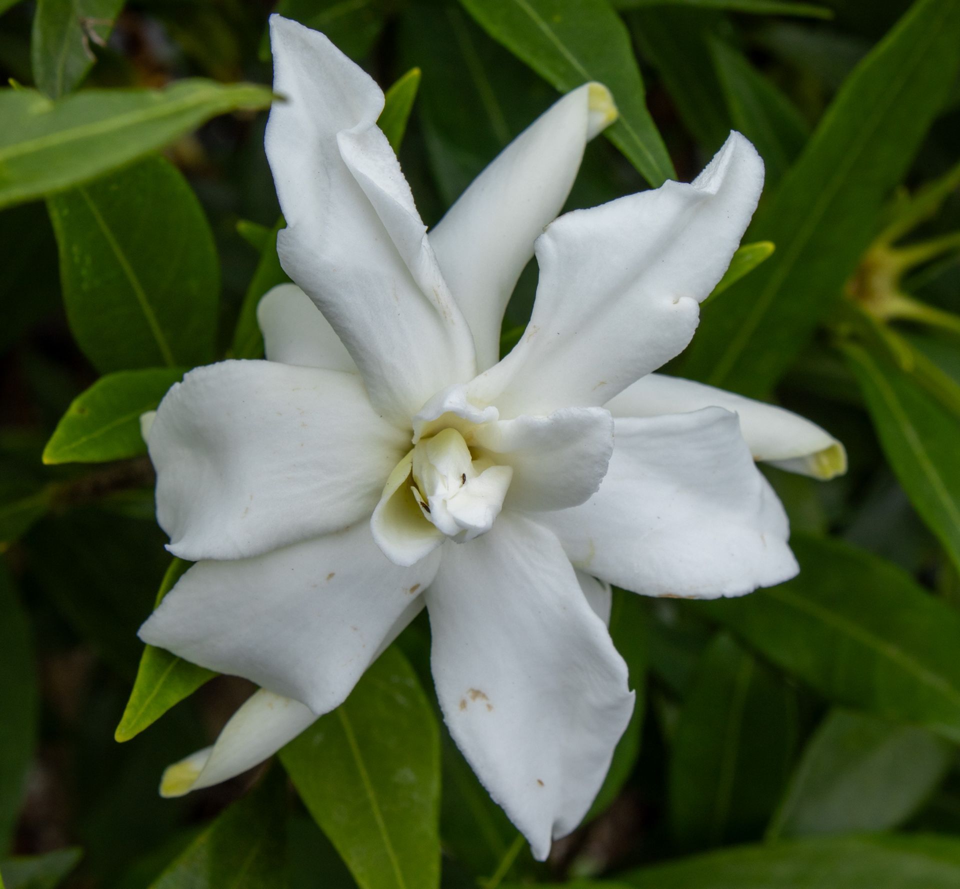 White jasmine flower blooming against green leaves