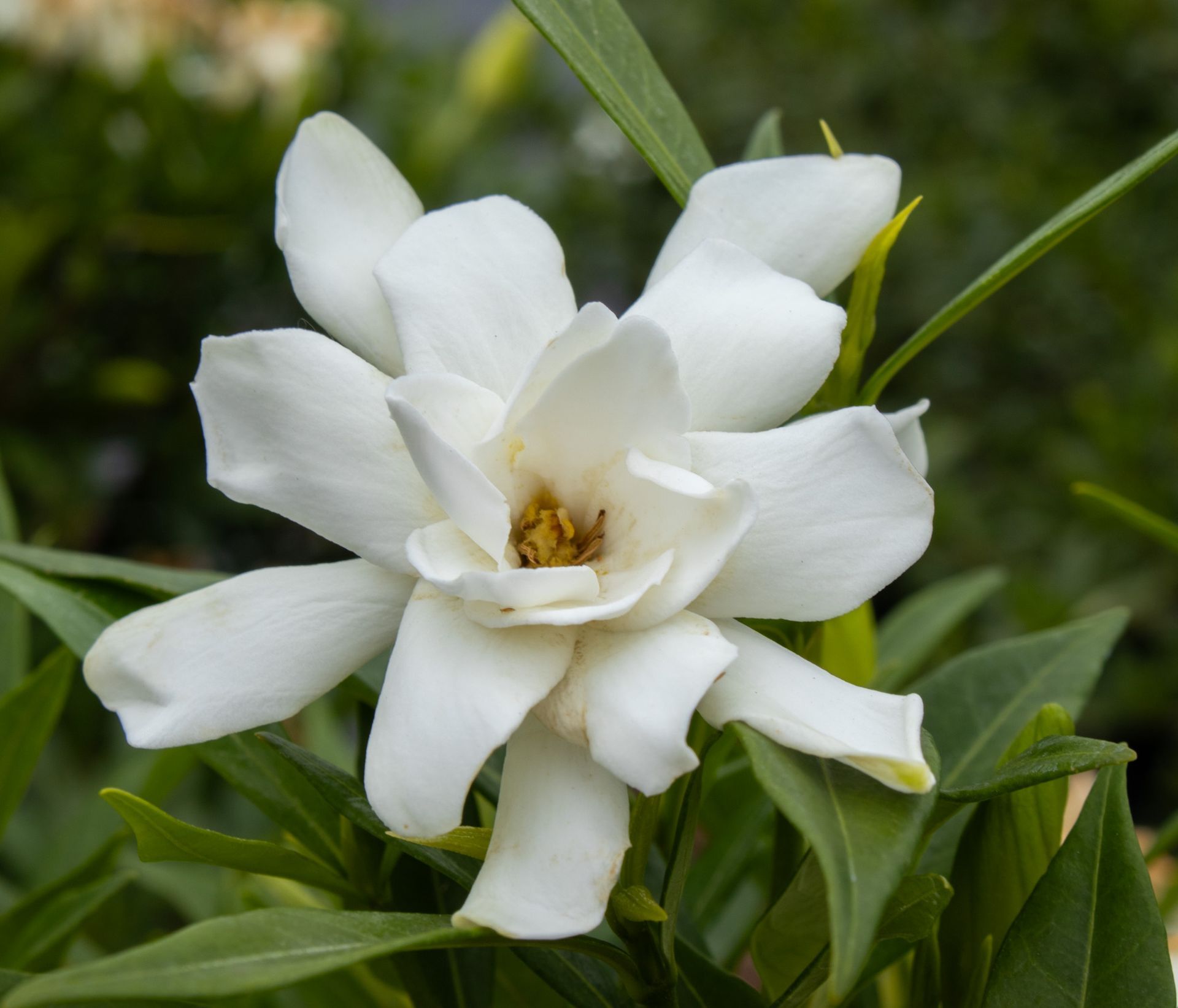 White gardenia flower in bloom among green leaves