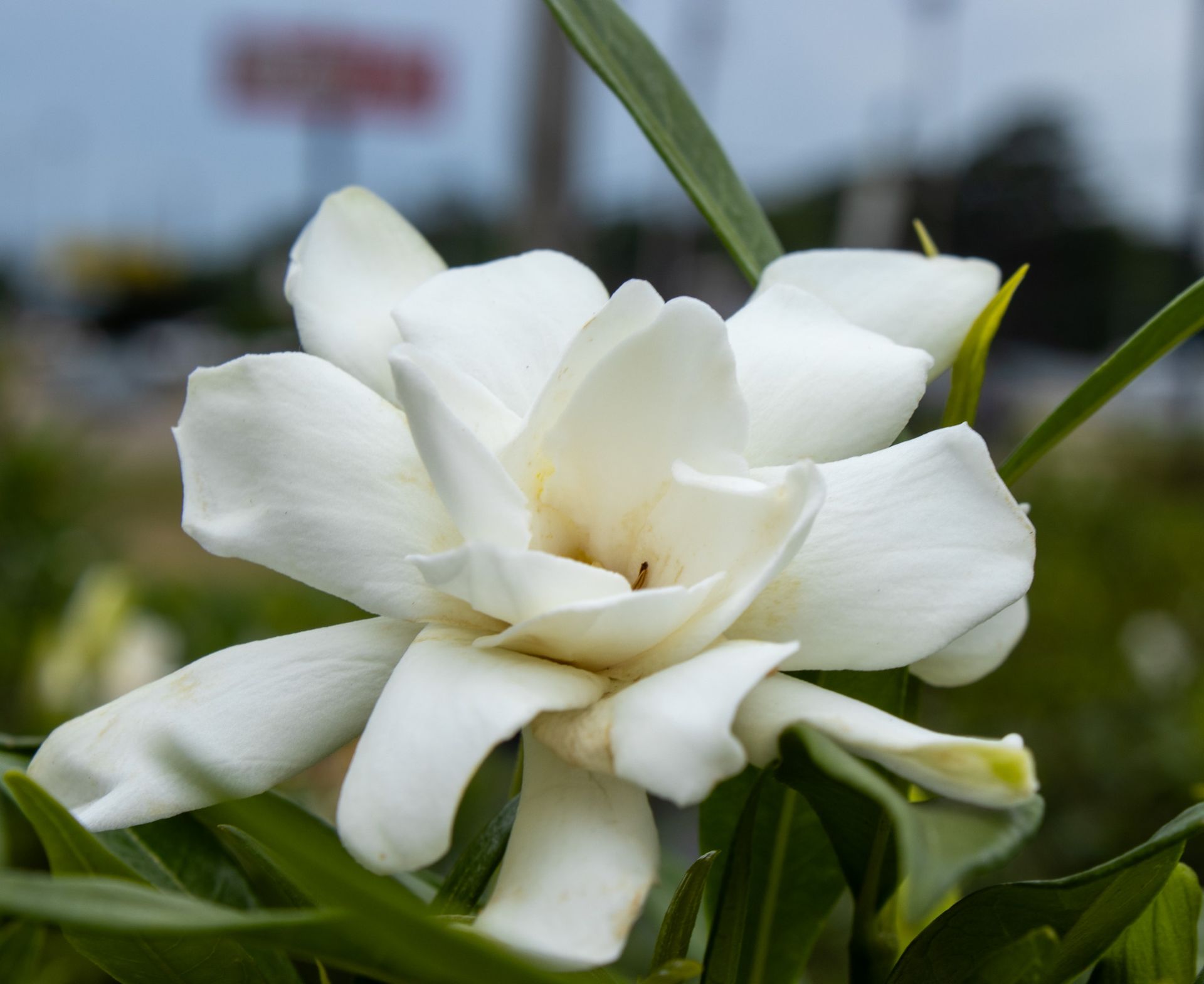 White flower in bloom with green leaves against a blurred outdoor background