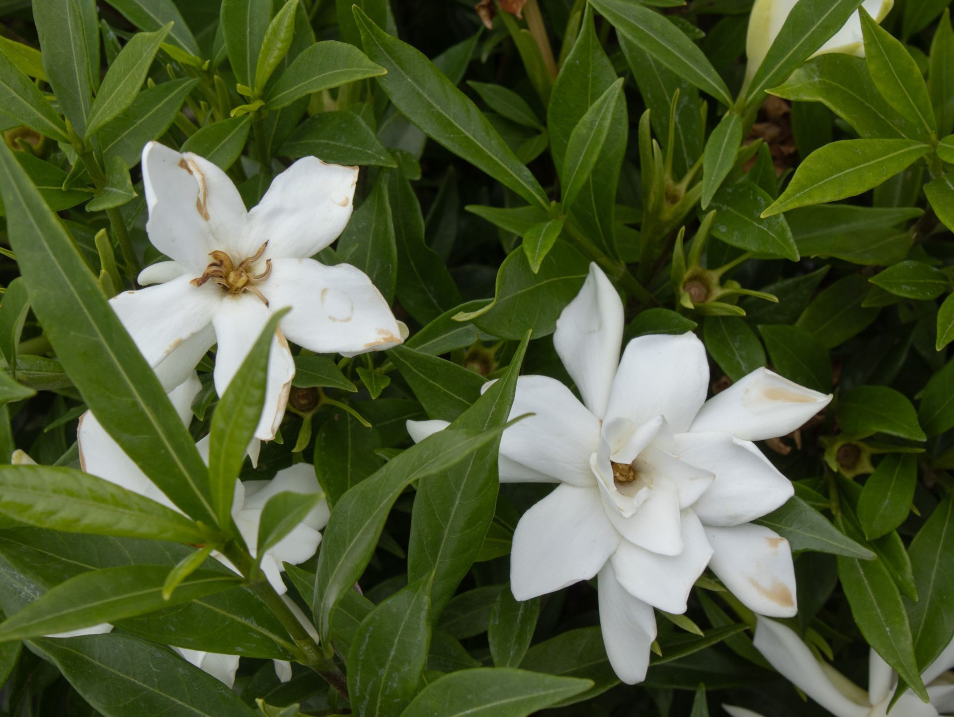White flowers blooming among dense green leaves in a garden