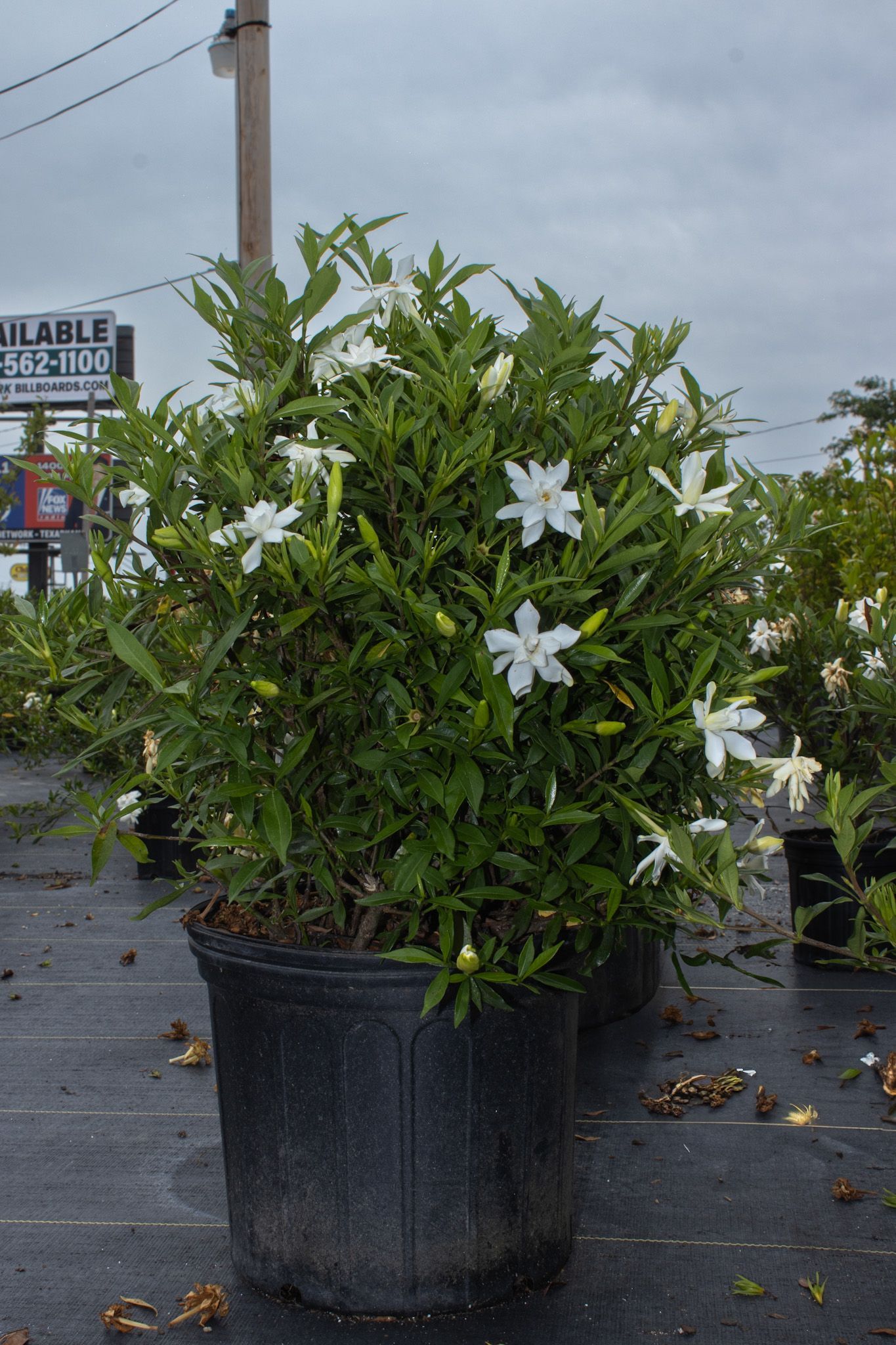 Potted shrub with white flowers on a wet outdoor lot under a cloudy sky