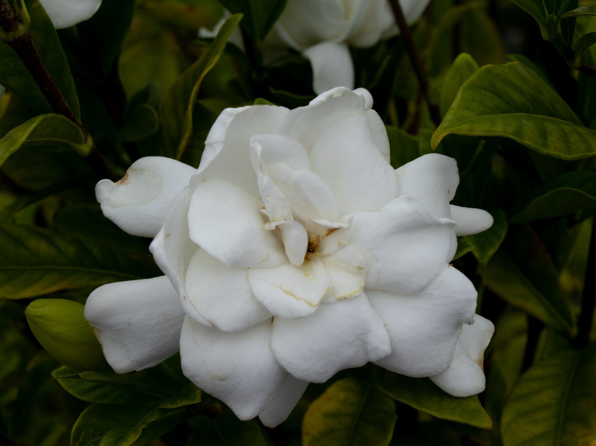 White gardenia flower in bloom against dark green leaves