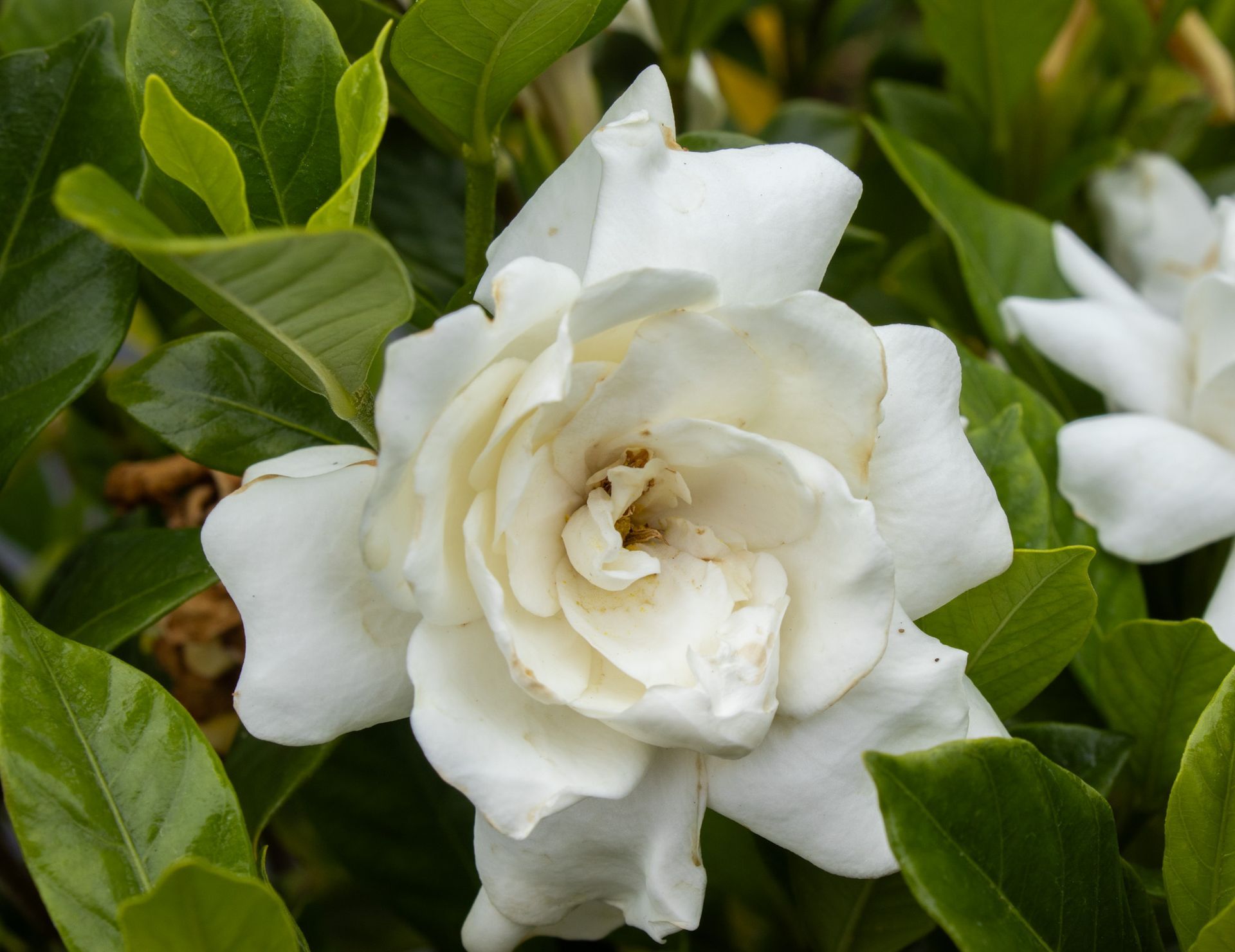 White gardenia flower among glossy green leaves