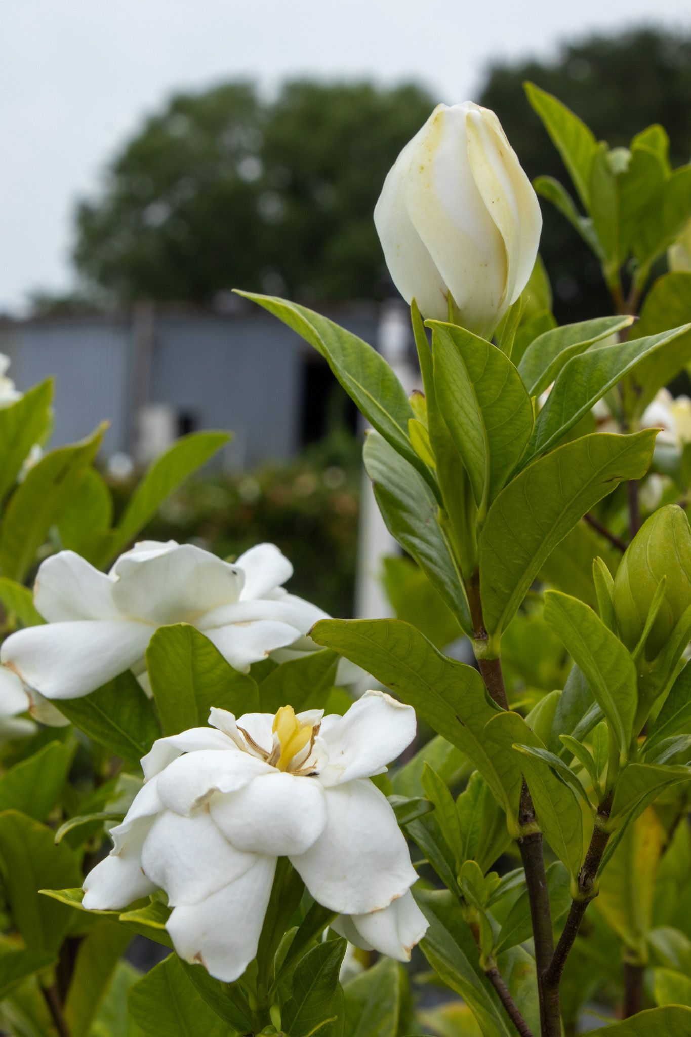 White flowers and a closed bud on a green leafy plant outdoors, with a blurred building in the background