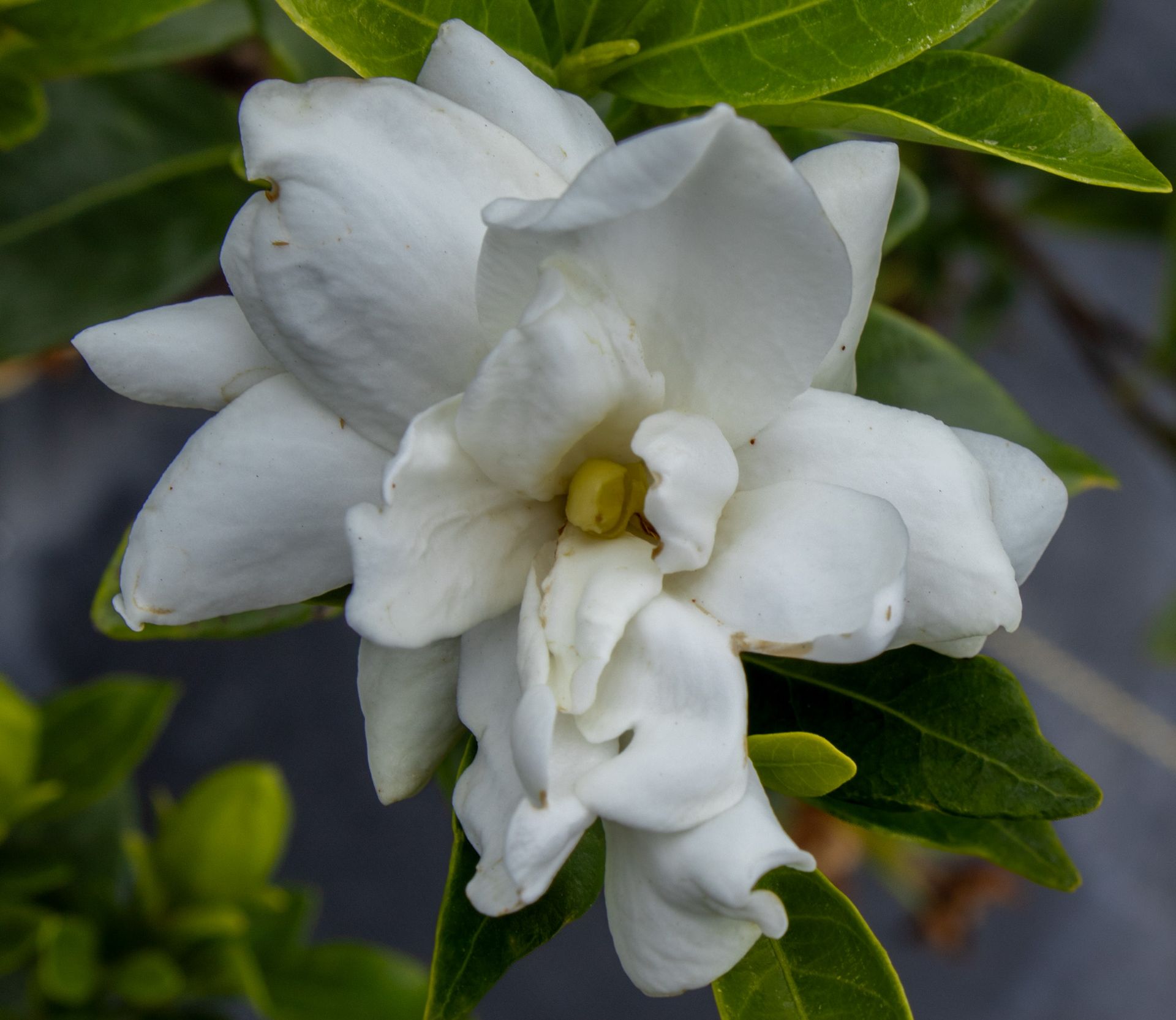 White gardenia flower in bloom with green leaves