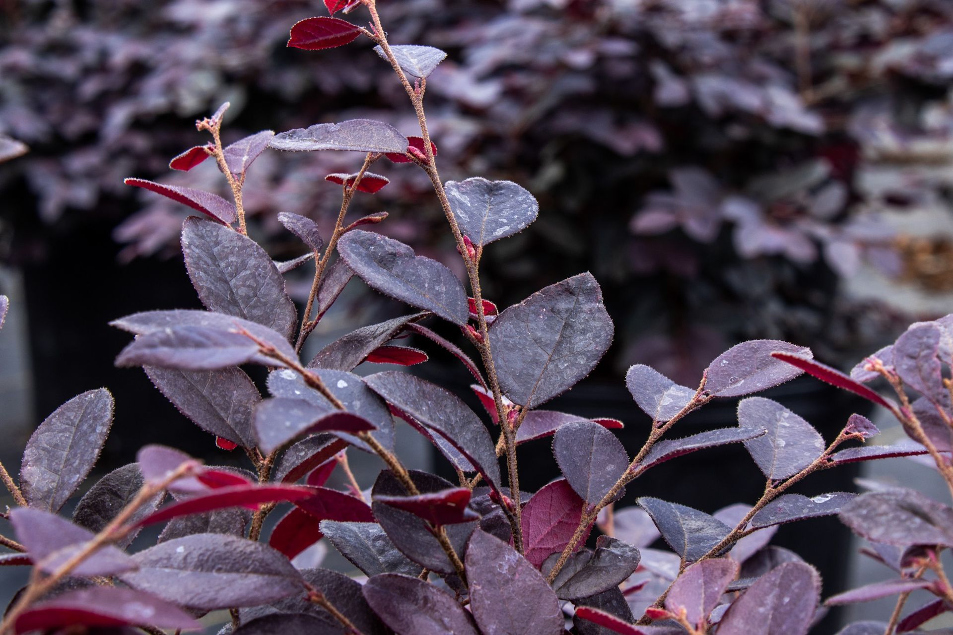 Close-up of dark purple leaves with red stems and buds
