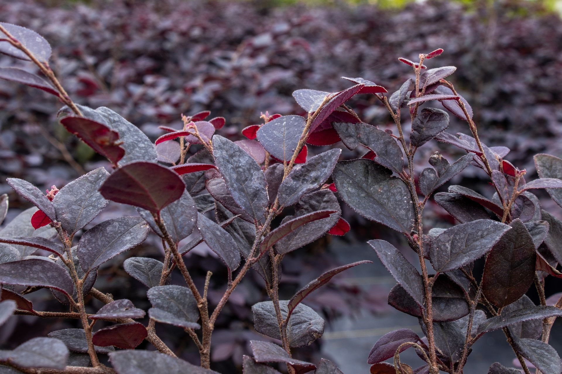 Dark burgundy leaves on a low shrub with a blurred purple-gray background