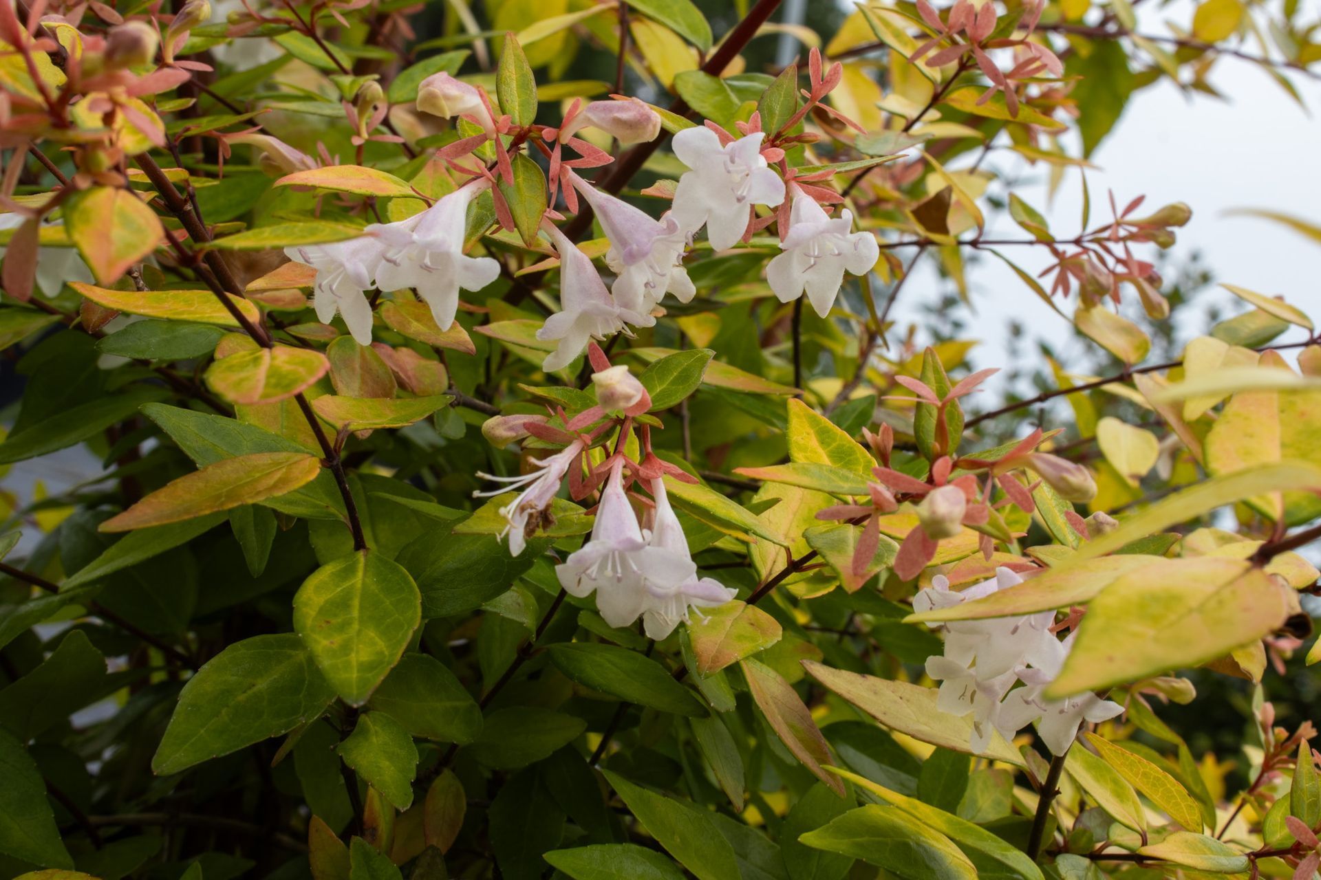 White flowers blooming amid green and yellow leaves on a vine outdoors