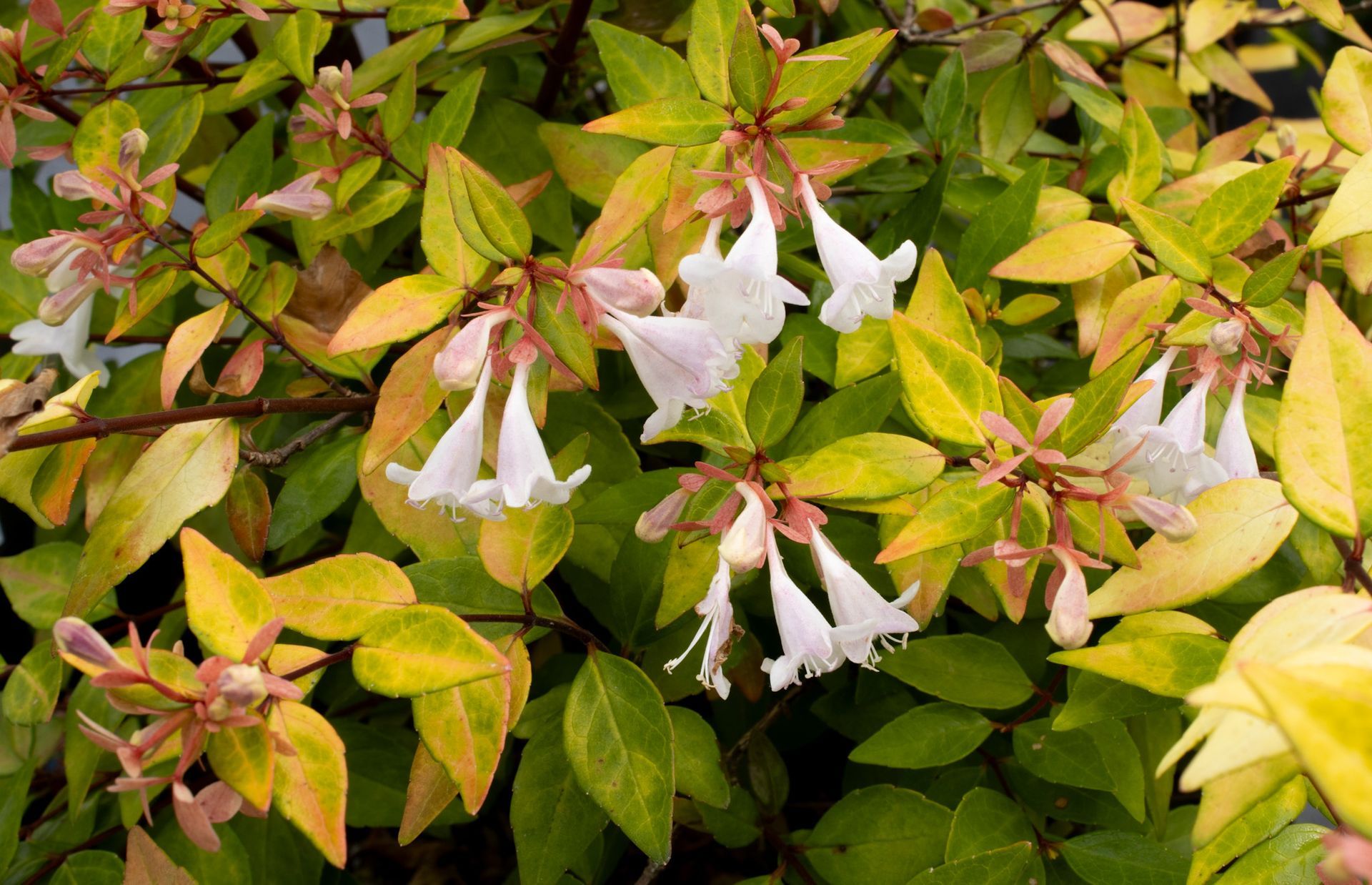 White bell-shaped flowers among yellow-green leaves on a shrub