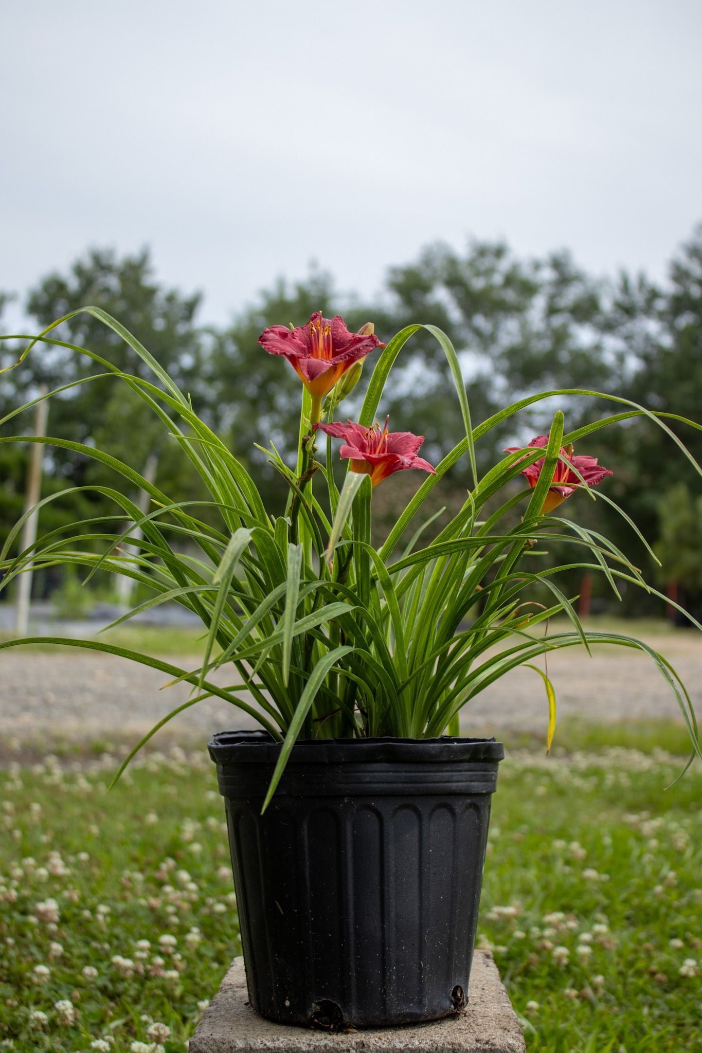Red and pink flowers in a black nursery pot on a gravel path with greenery behind.