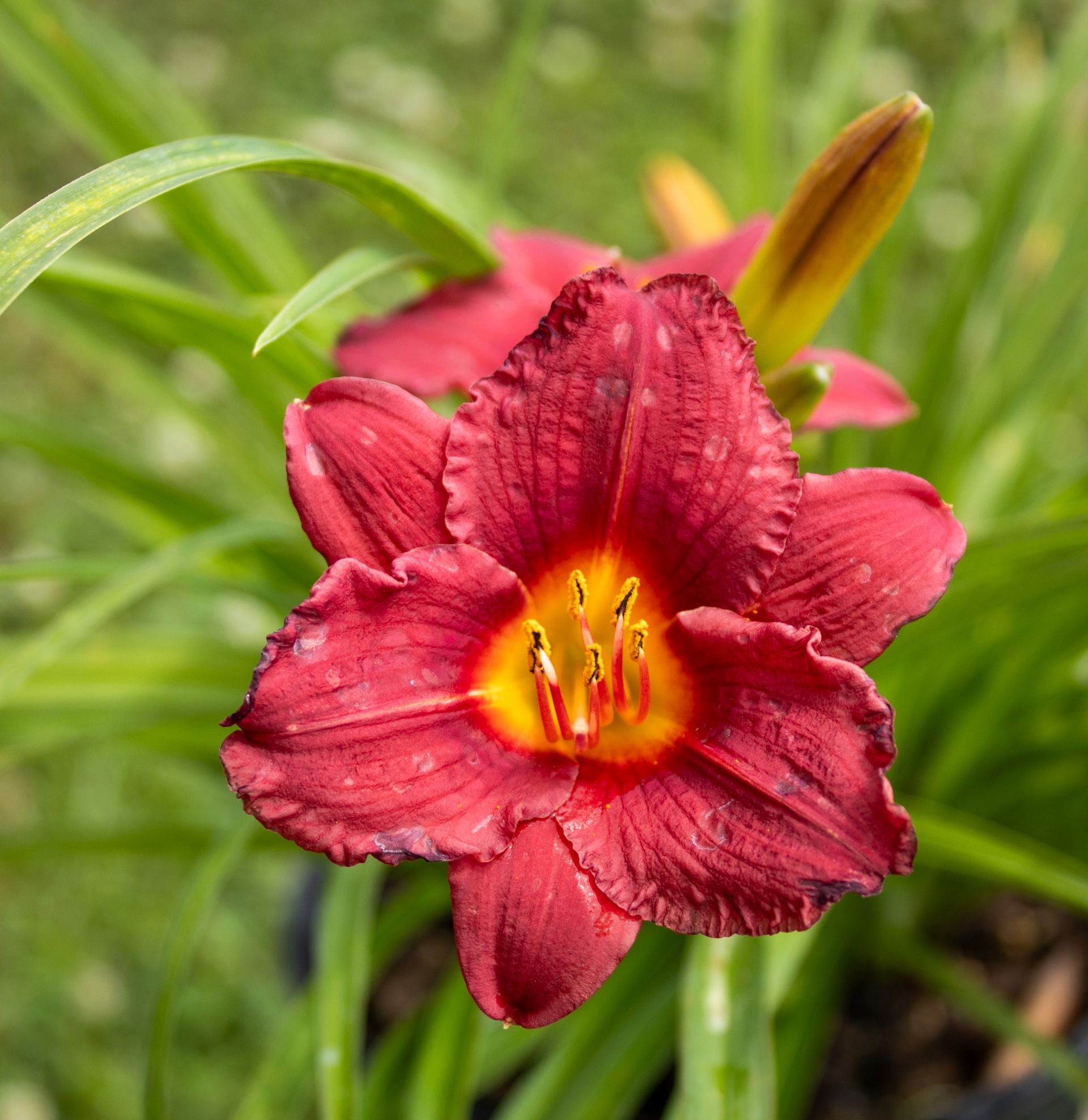 Close-up of a red daylily with a yellow center in green grass