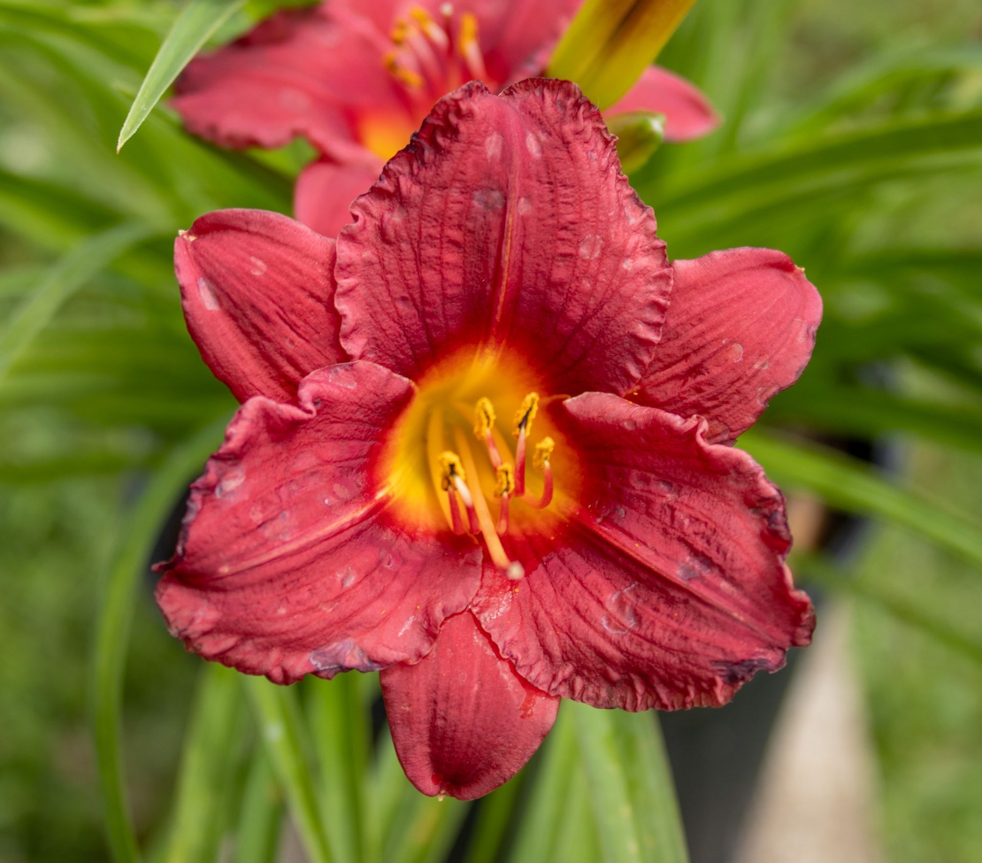 Close-up of a red daylily flower with a yellow center against green foliage