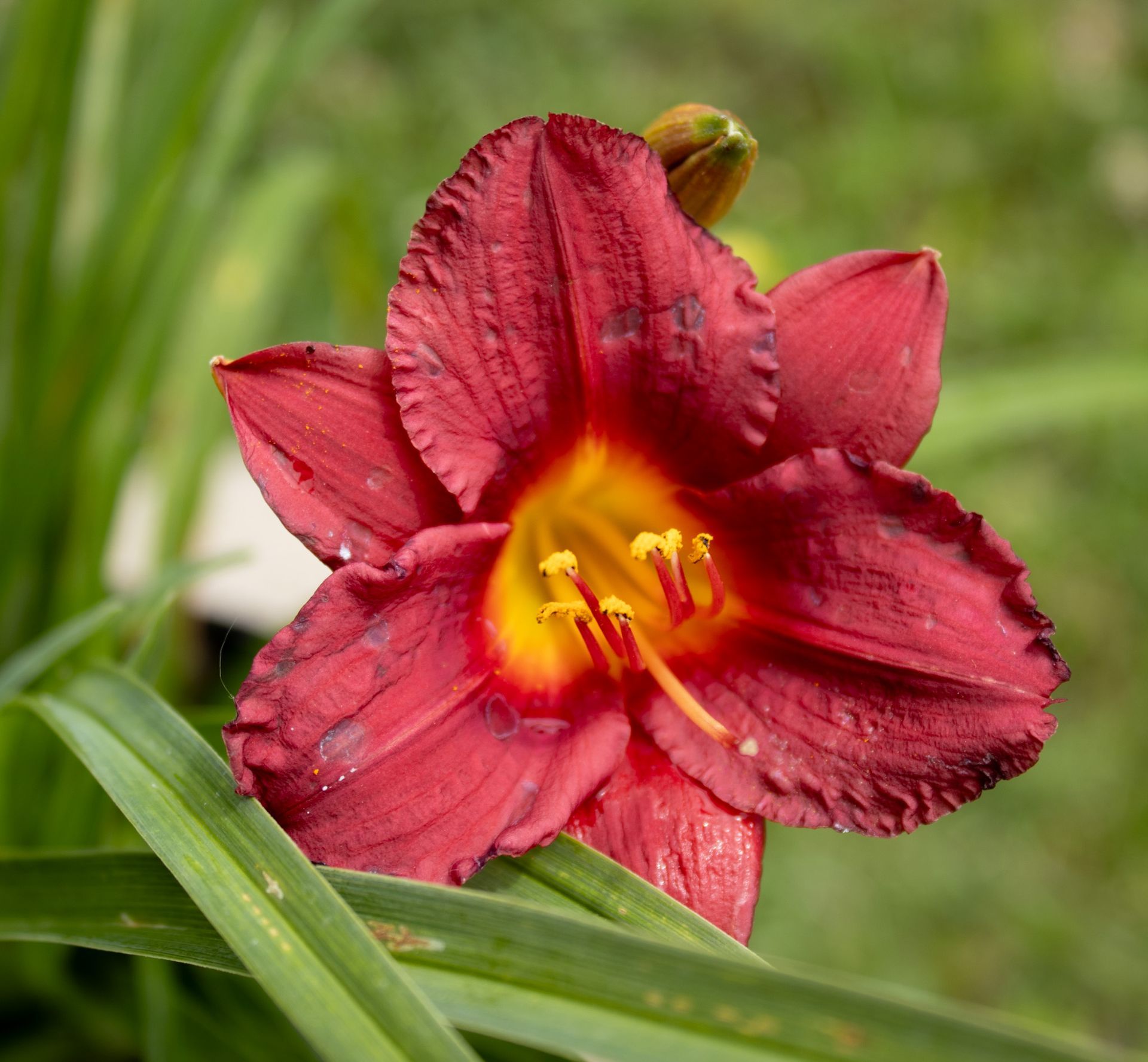 Red daylily flower with yellow center against a blurred green background
