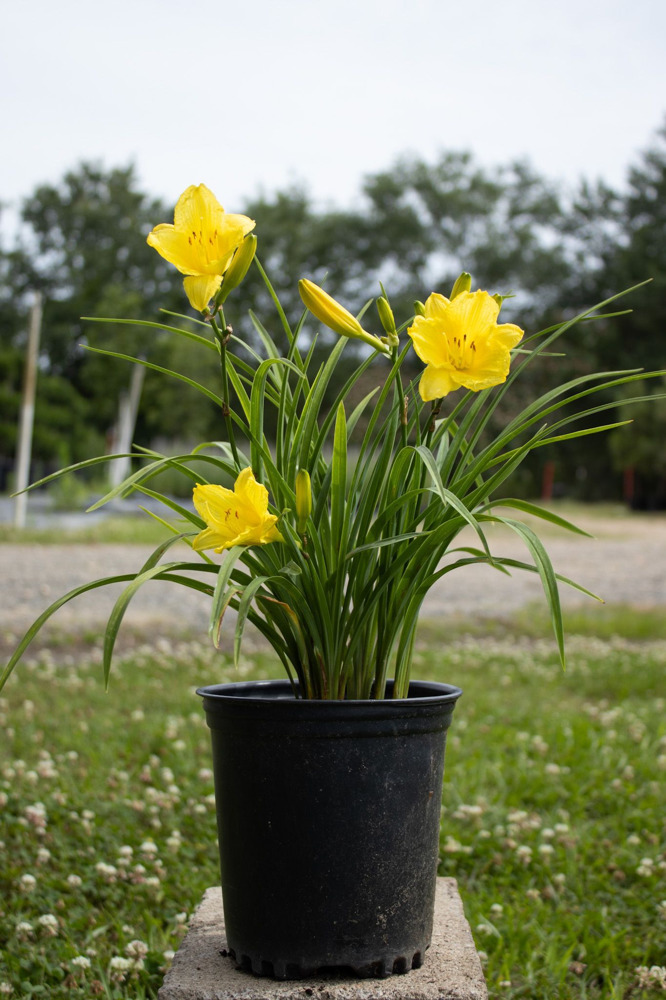 Yellow flowers in a black pot on grass outdoors
