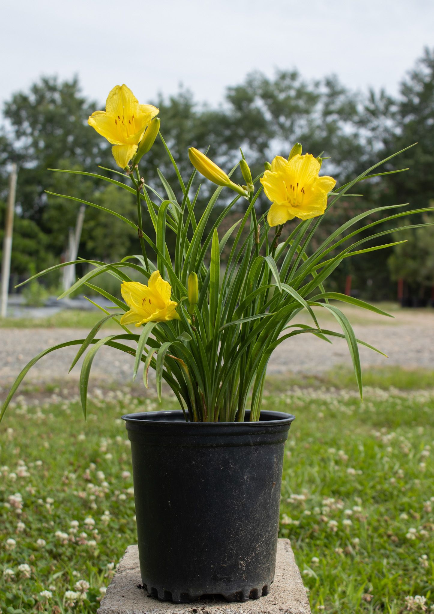 Yellow flowers in a black pot outdoors against a grassy, tree-lined background