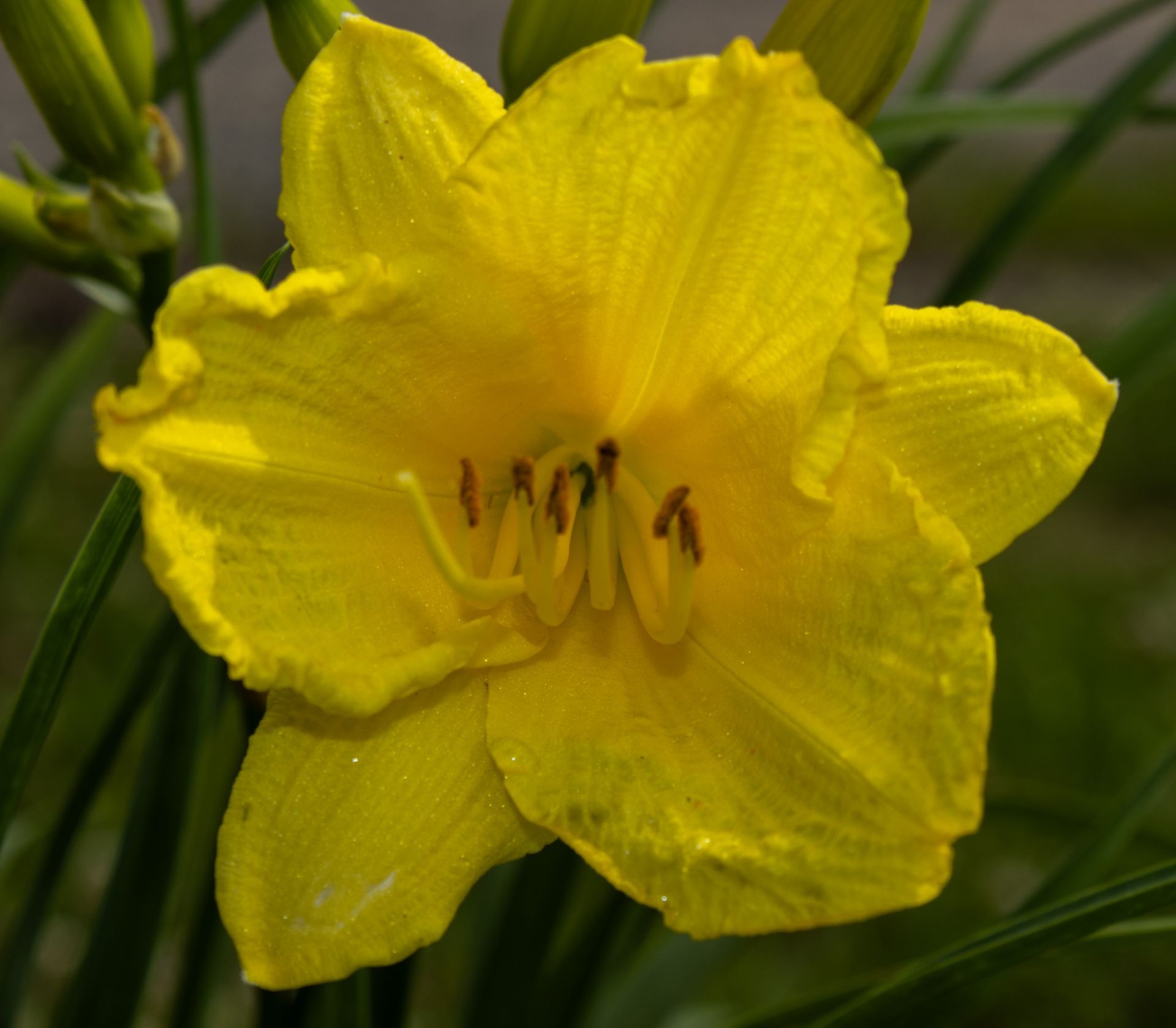 Bright yellow daylily bloom with green leaves in the background