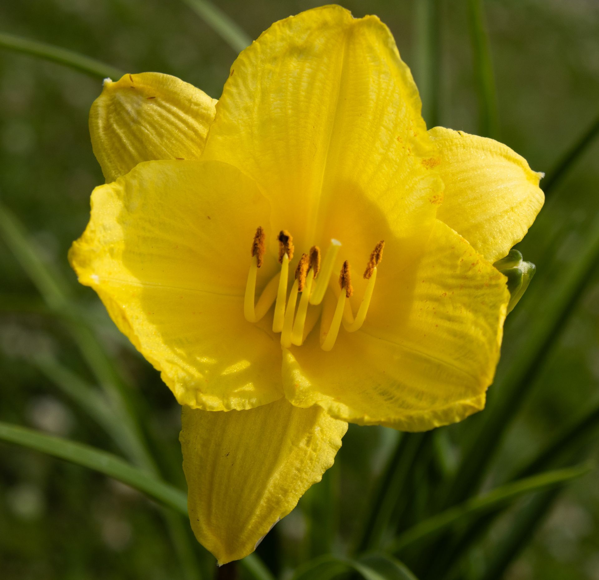 Yellow daylily flower in bloom with green grass background