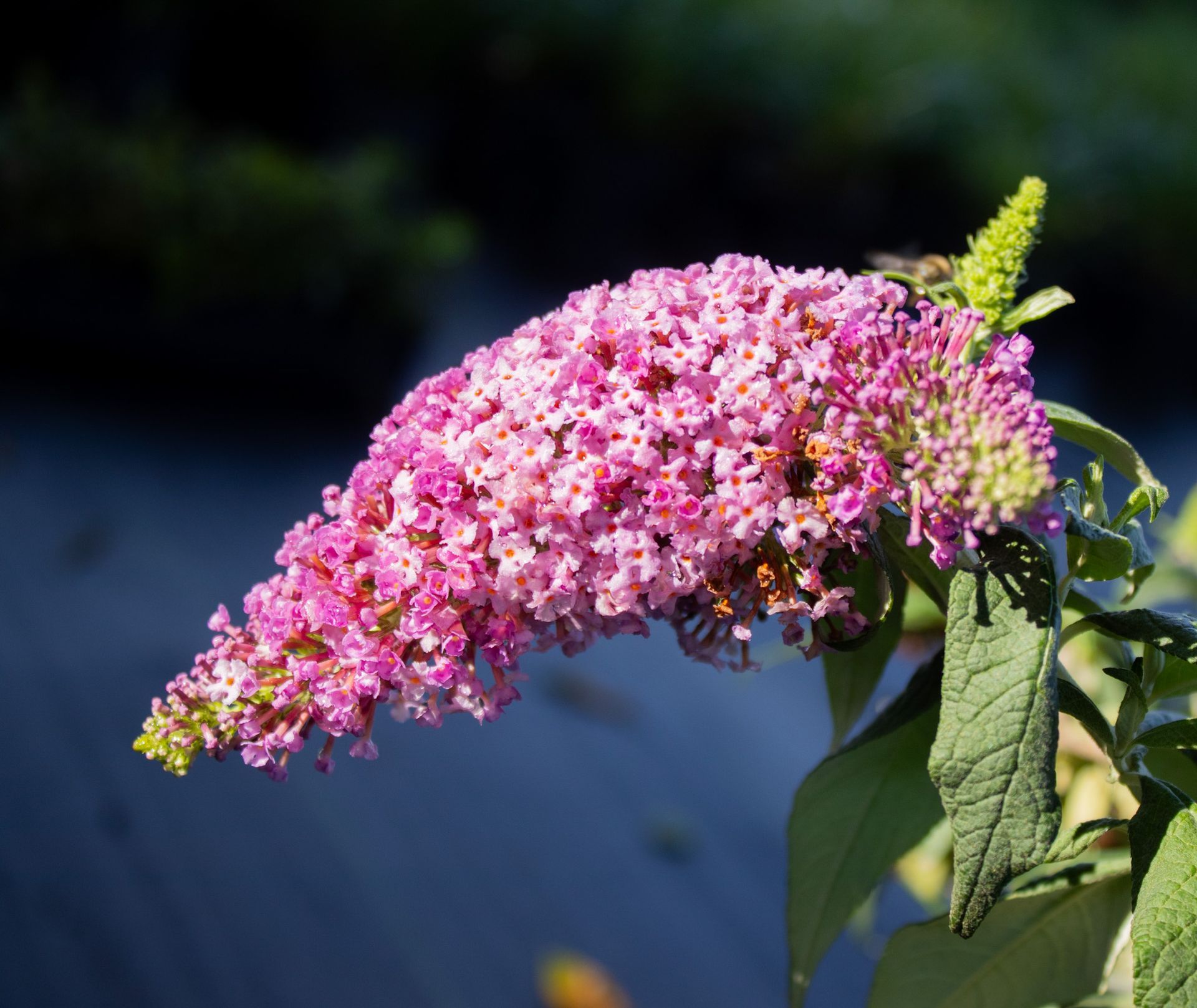 Pink butterfly bush flower cluster in sunlight against a blurred dark background