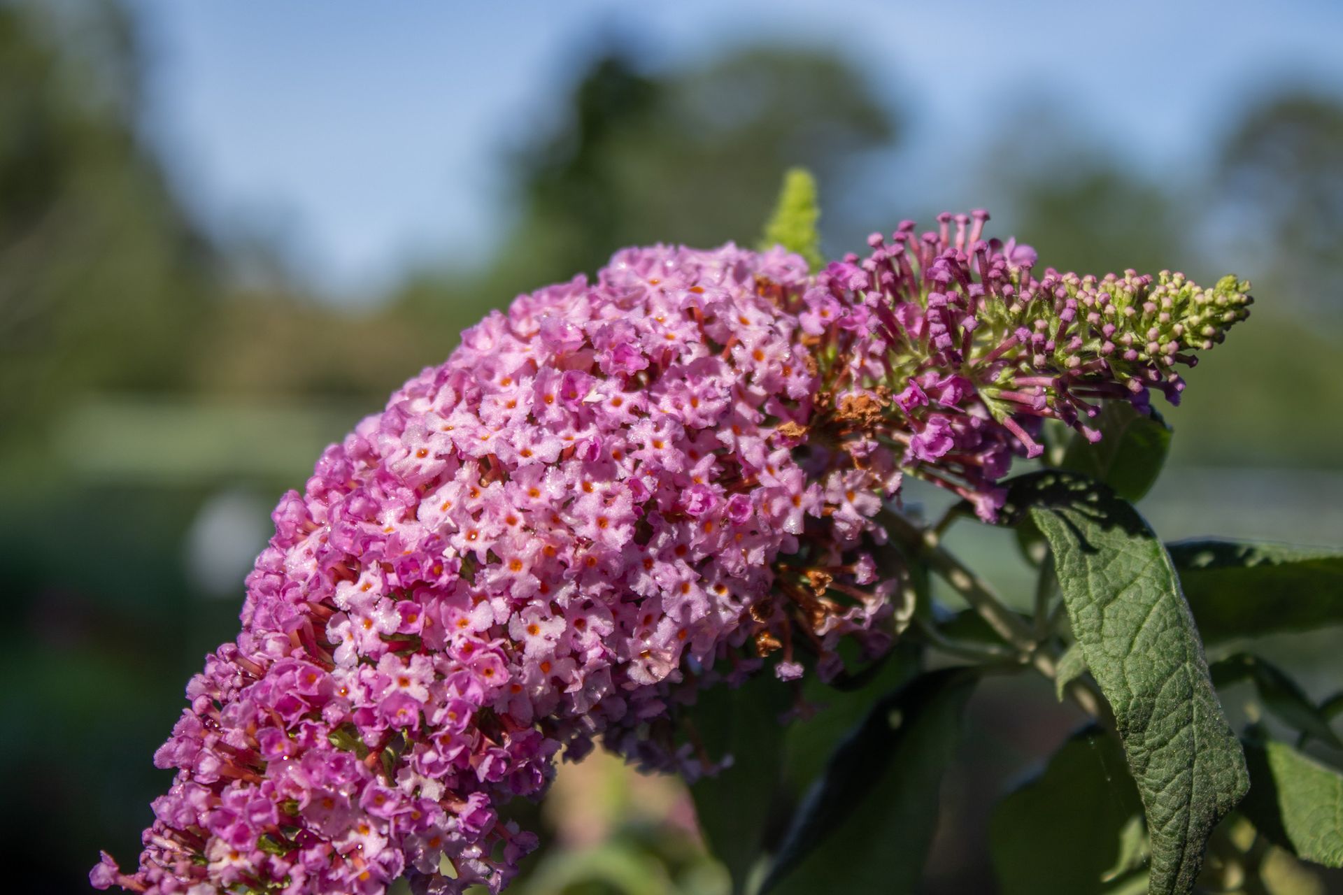 Close-up of a pink butterfly bush flower cluster with a bee on the bloom, against a blurred green background