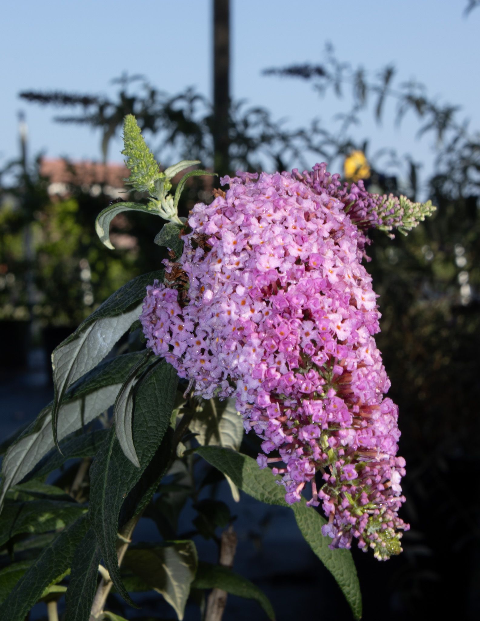 Pink flower cluster on a leafy plant against a blurred outdoor background