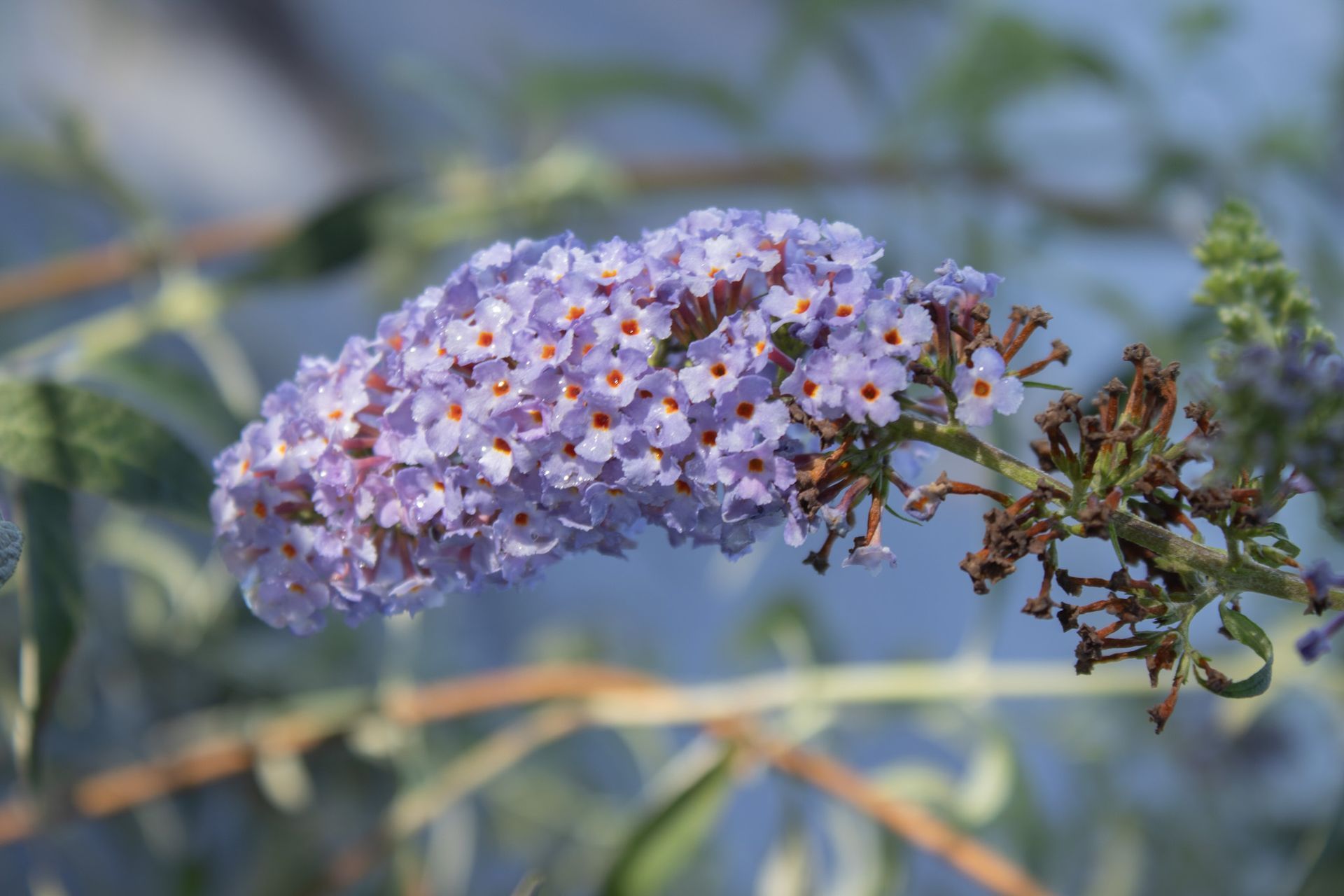 Purple flower cluster on a branch against a soft blurred background