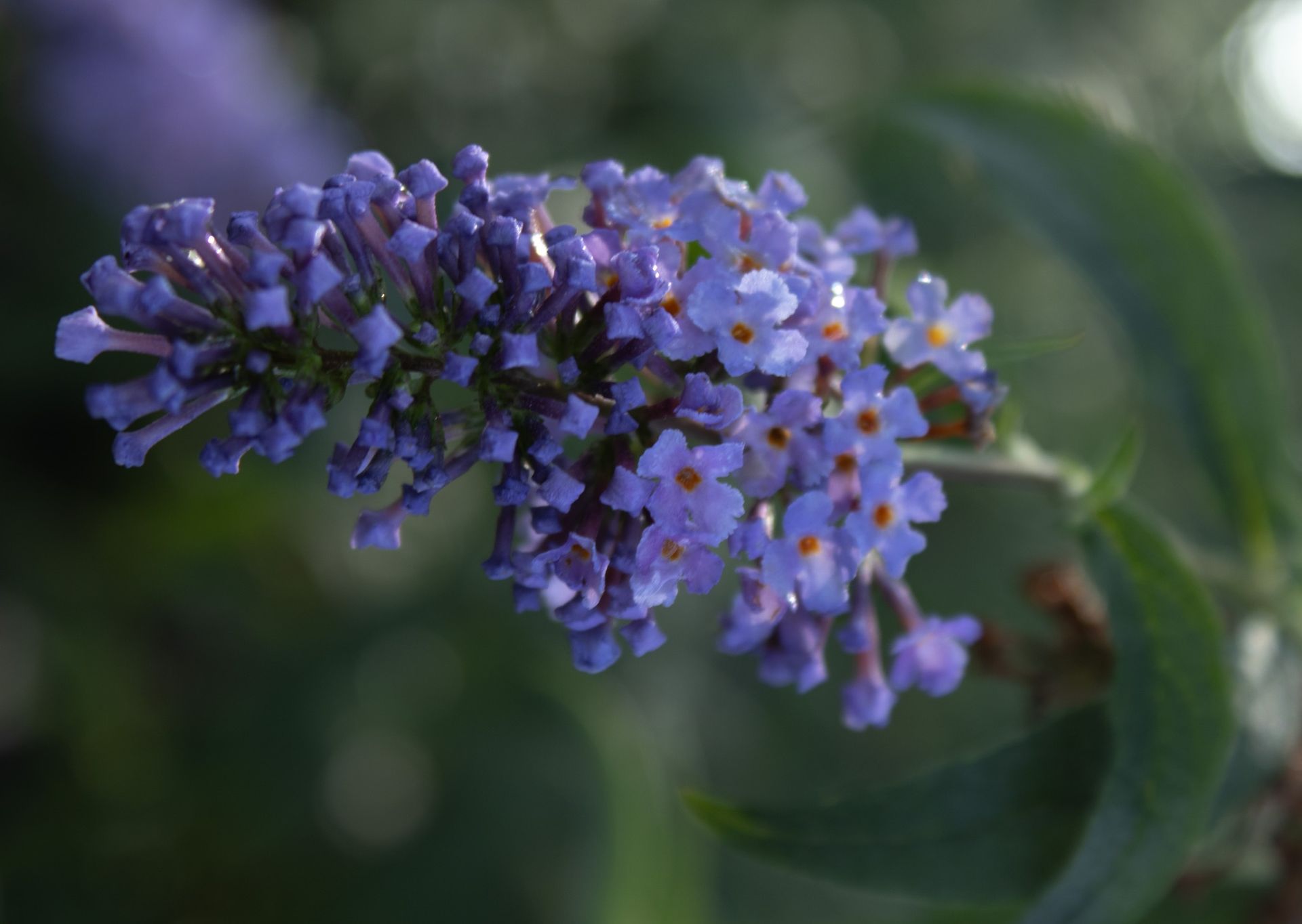 Cluster of small purple flowers with orange centers against a blurred green background