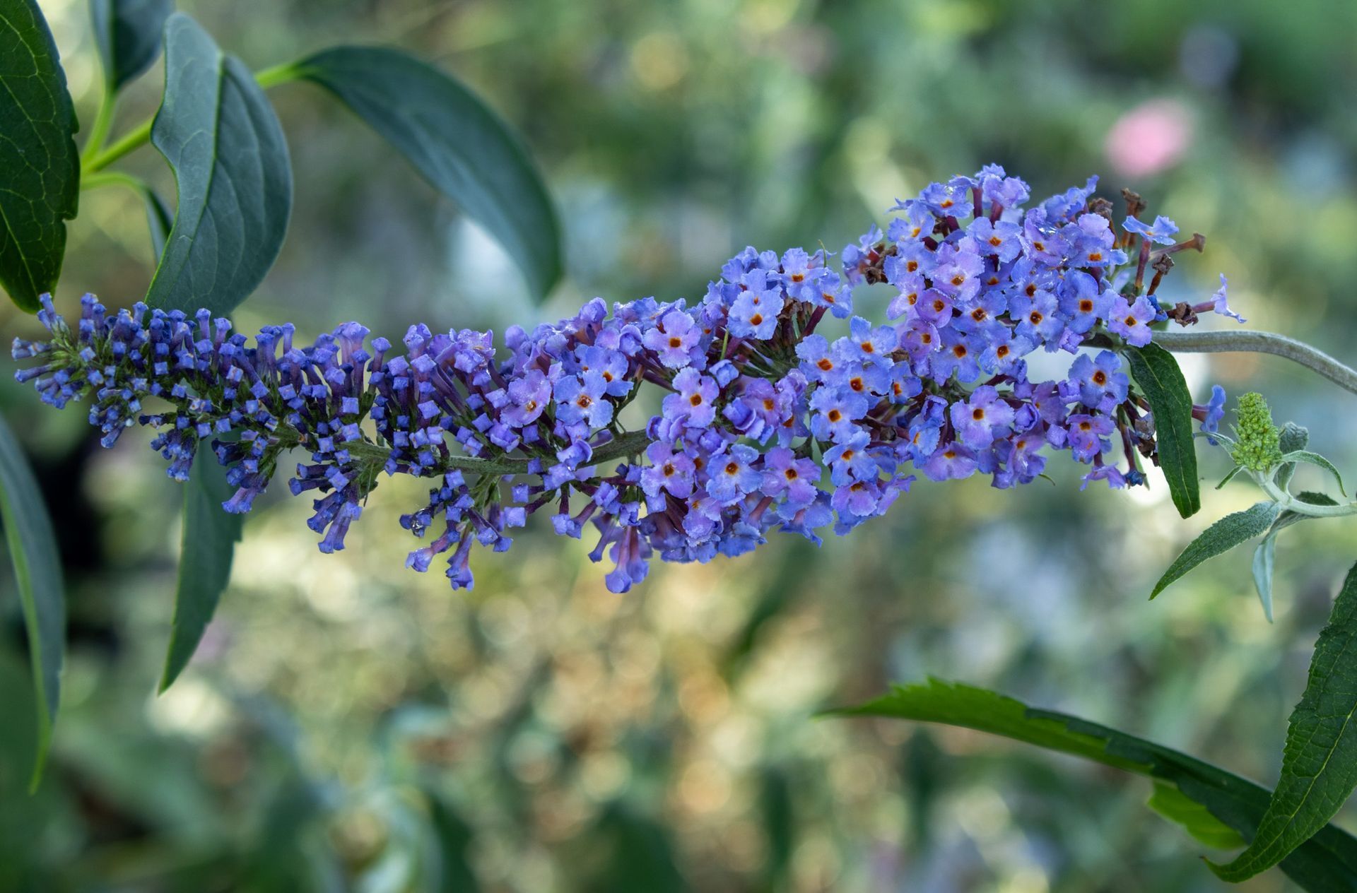 Purple butterfly bush flowers in bloom with green leaves and a blurred garden background