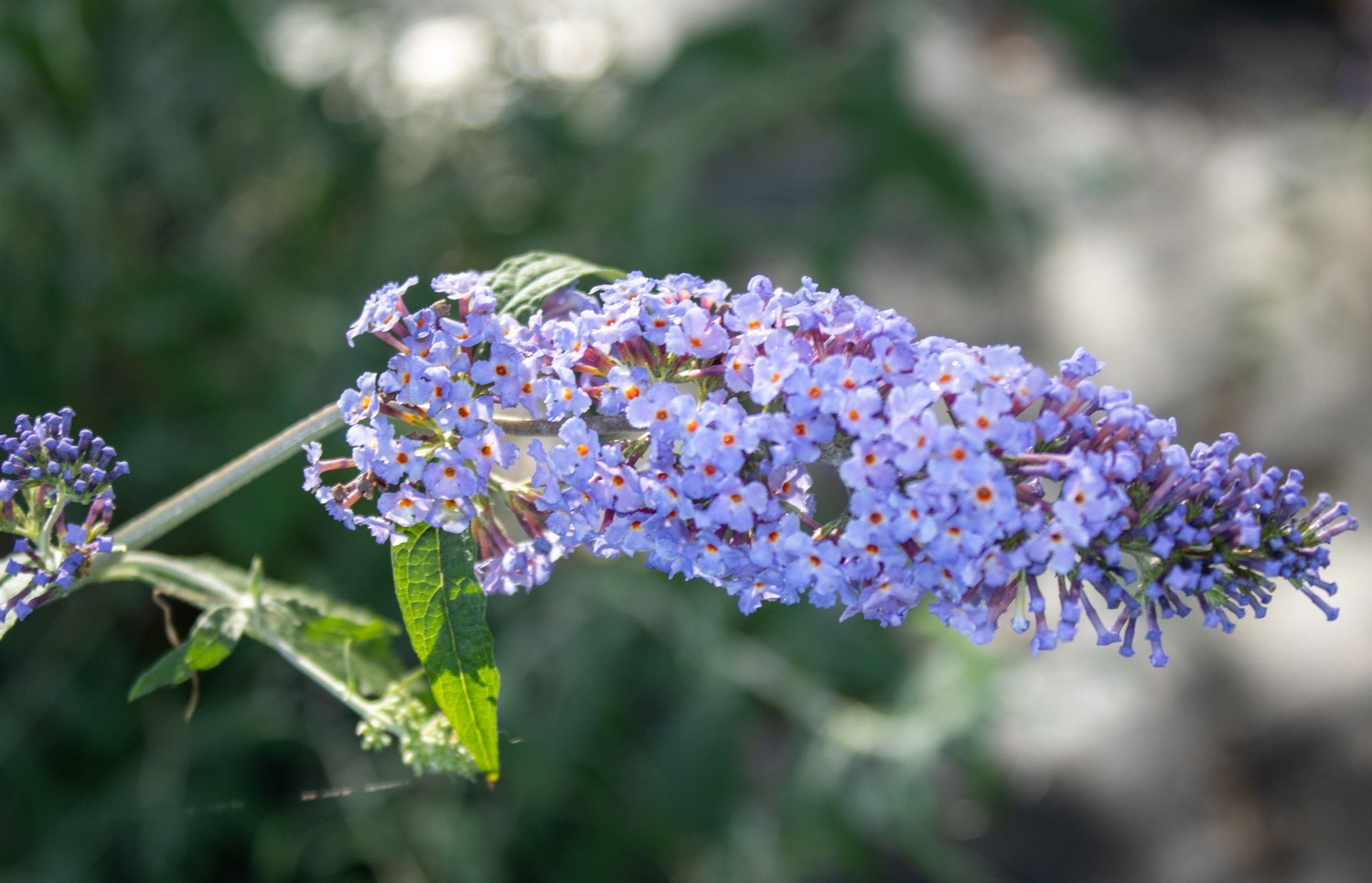 Purple butterfly bush flowers on a green stem against a blurred background