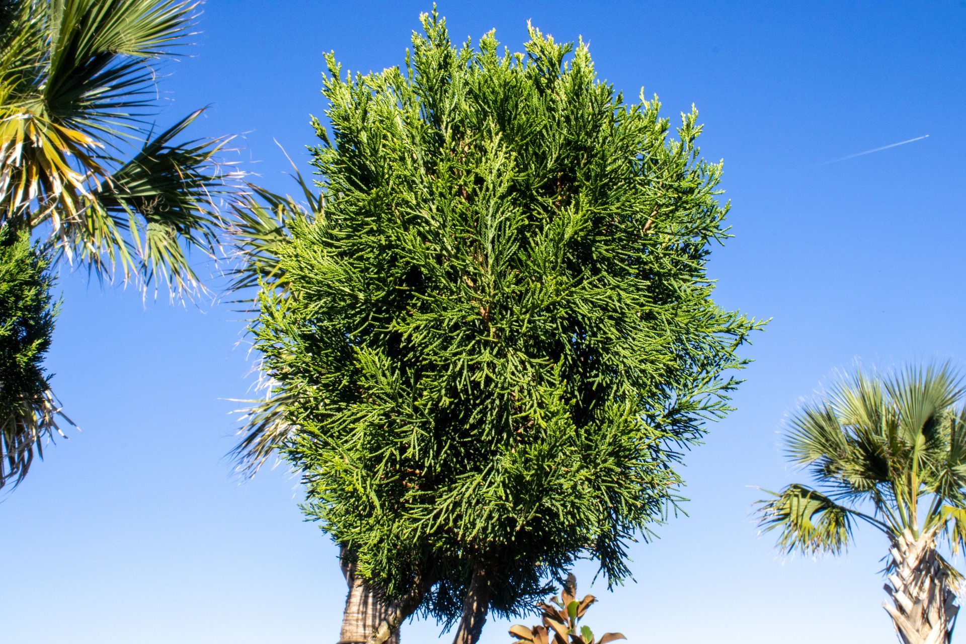 Green tree against a bright blue sky, with palm fronds at the edges
