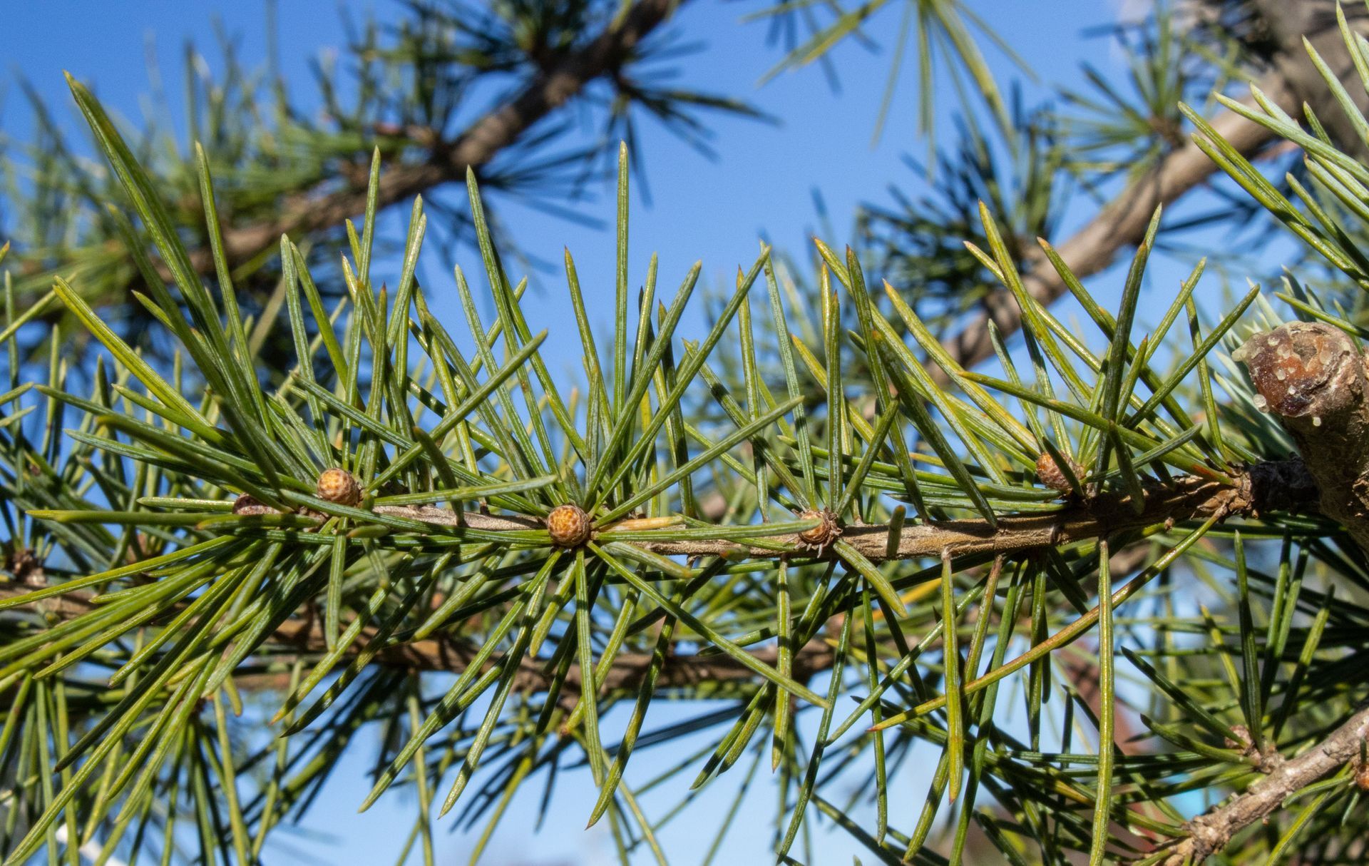 Close-up of a pine branch with green needles against a blue sky