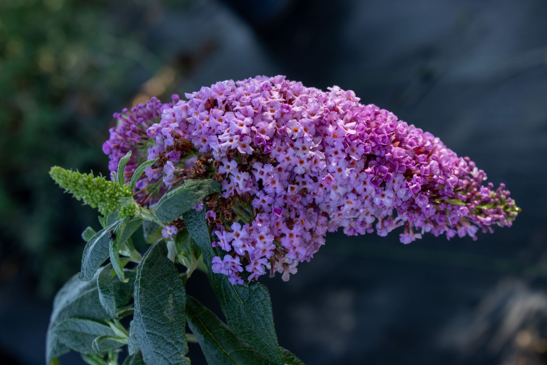 Close-up of a purple butterfly bush flower cluster with green leaves against a dark background