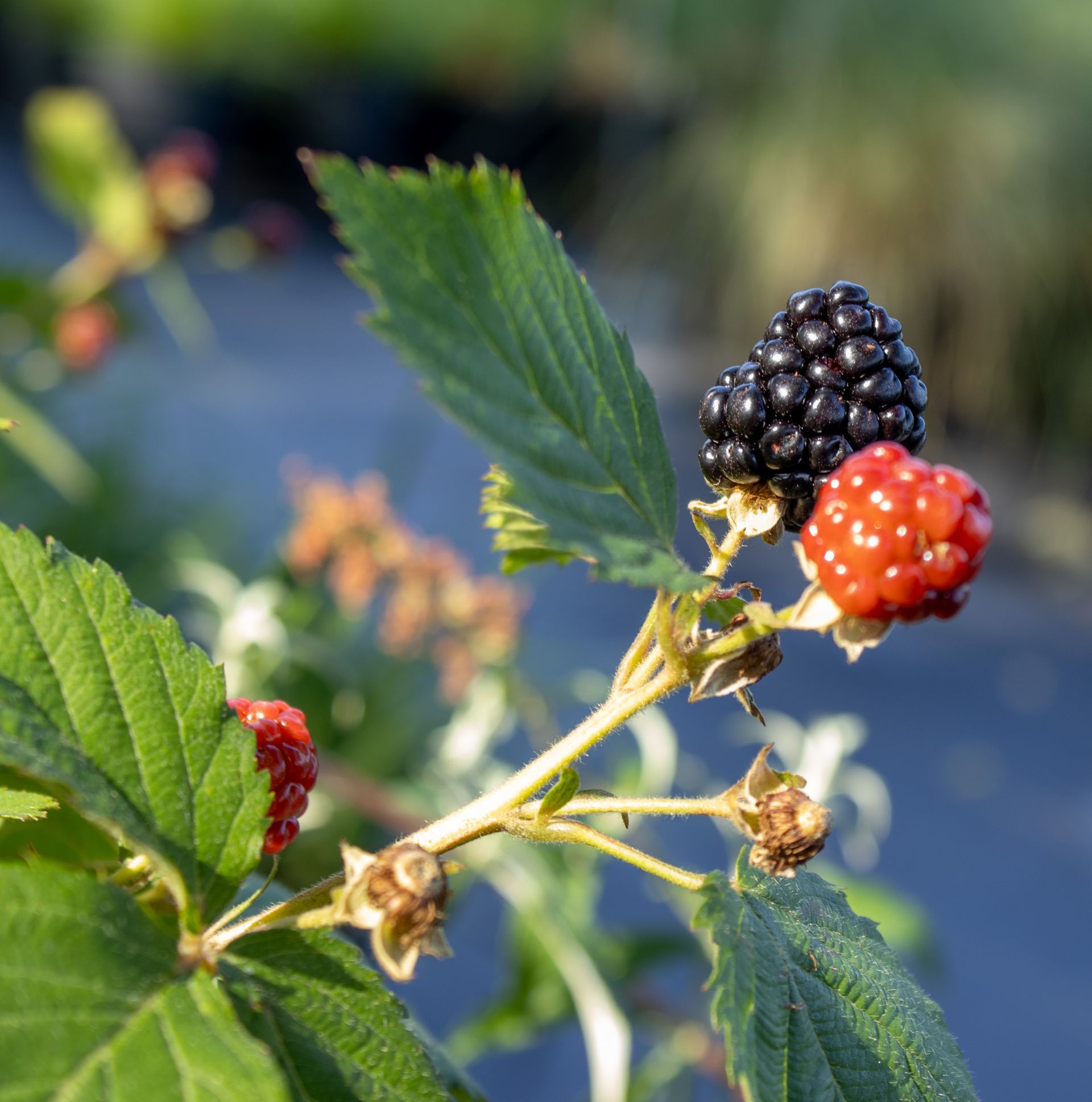 Black and red blackberries on a bramble with green leaves in sunlight