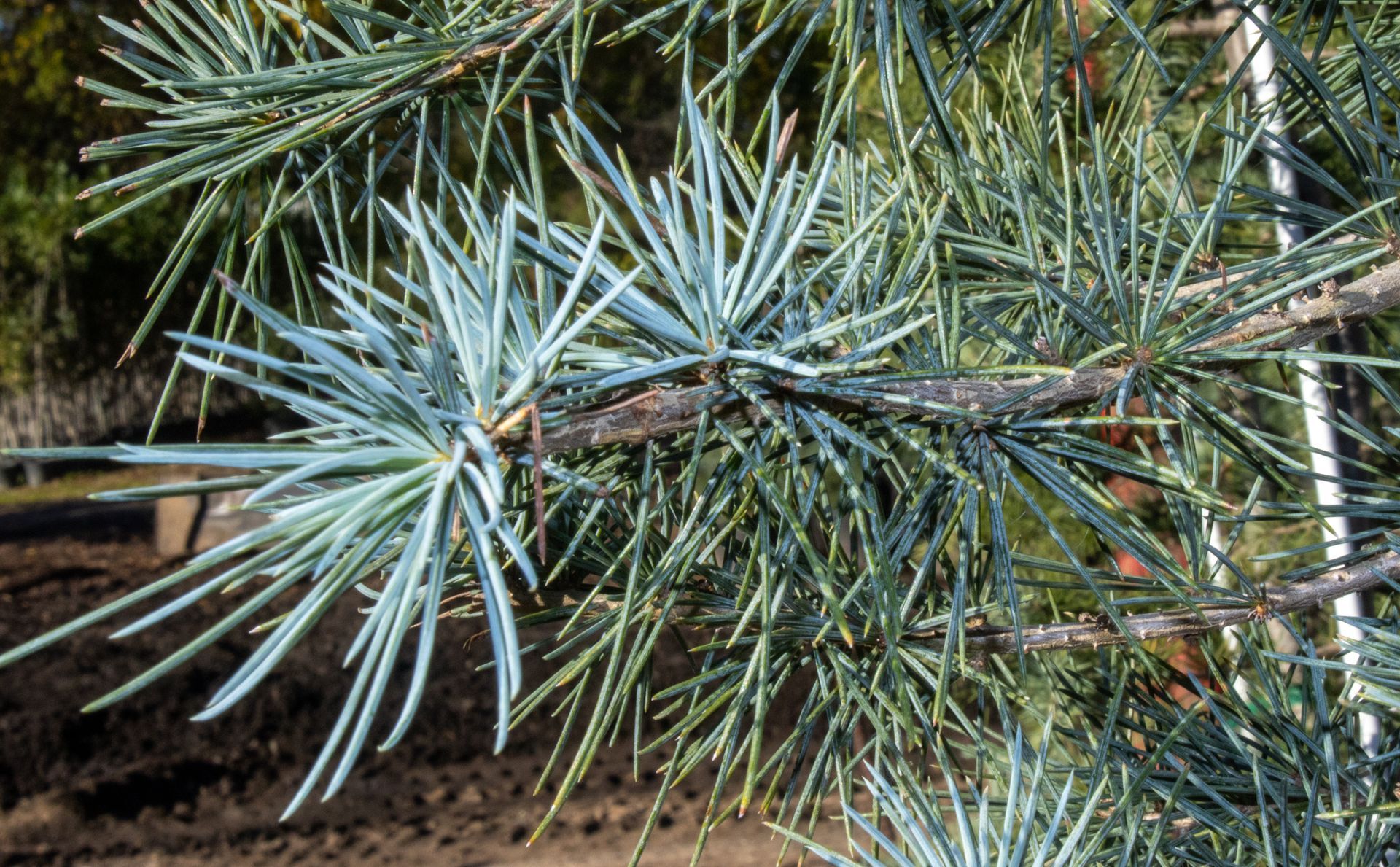 Close-up of blue-green pine branches and needles against a wooded background