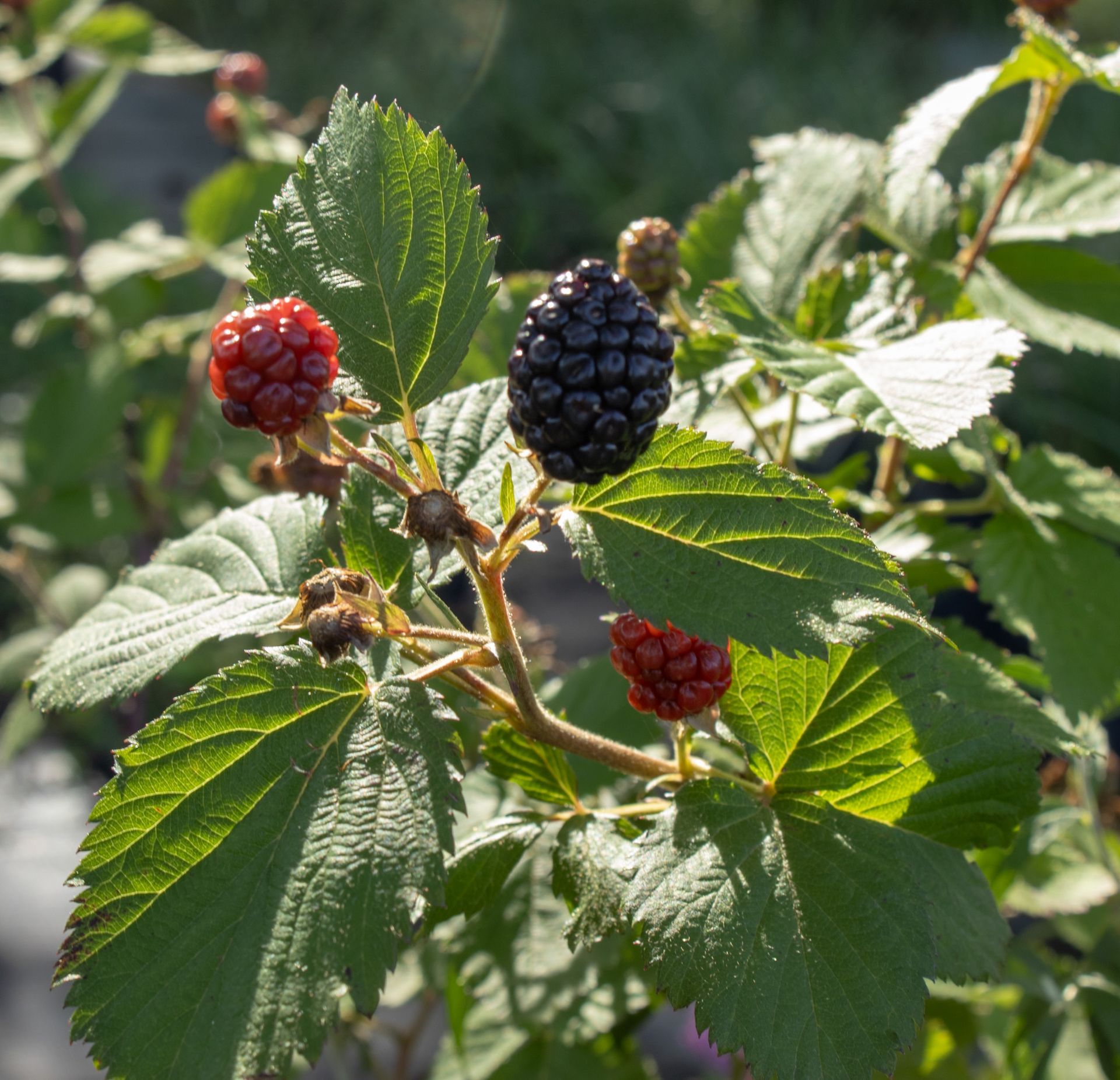 Black and red blackberries ripening on a leafy vine in sunlight