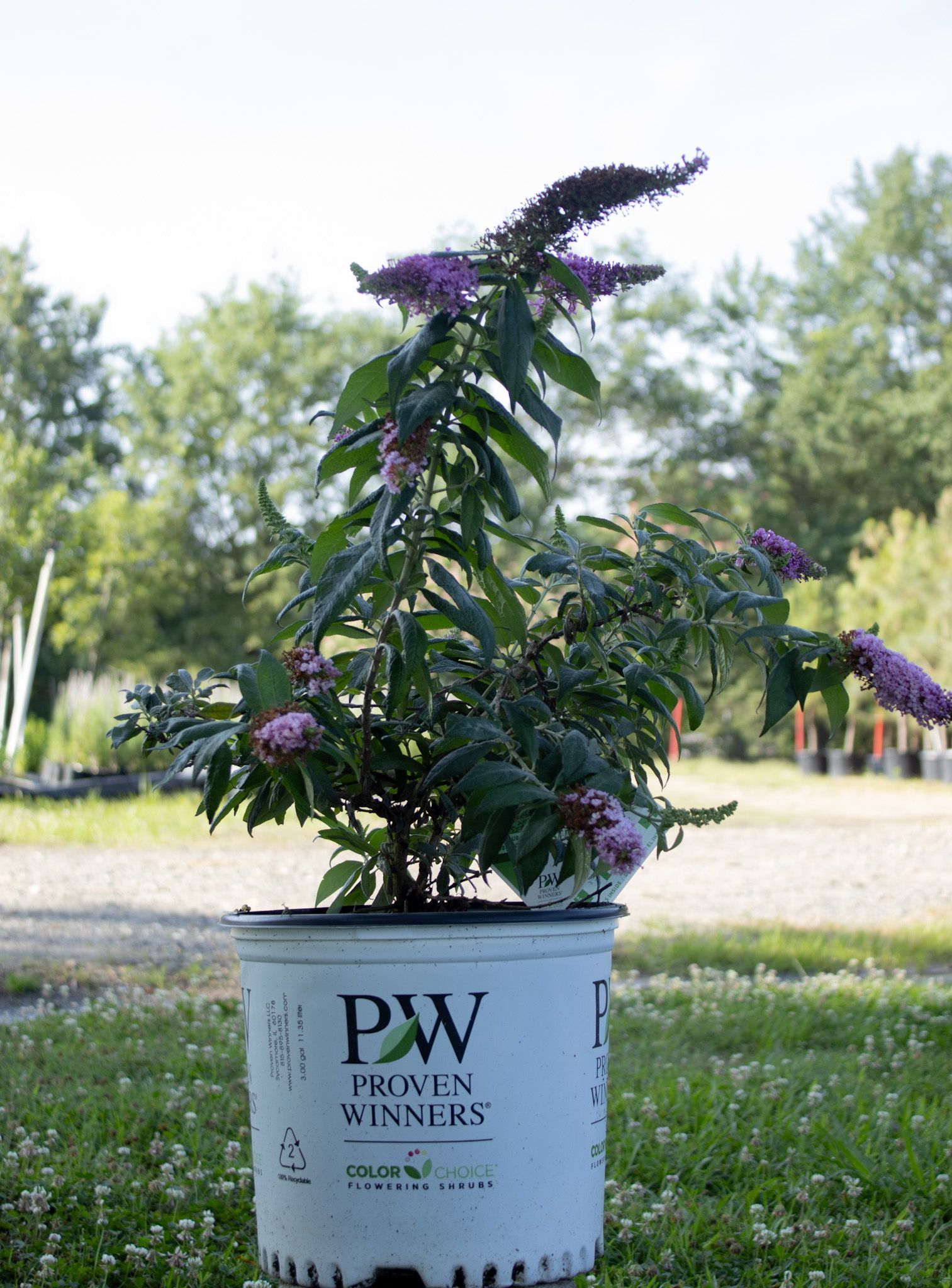 Purple flowering plant in a white PW nursery pot outdoors on a grassy lawn.