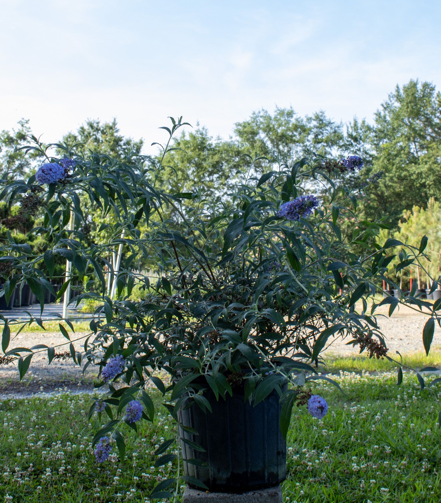 Potted purple-flowered shrub in a sunny garden with trees and grass in the background