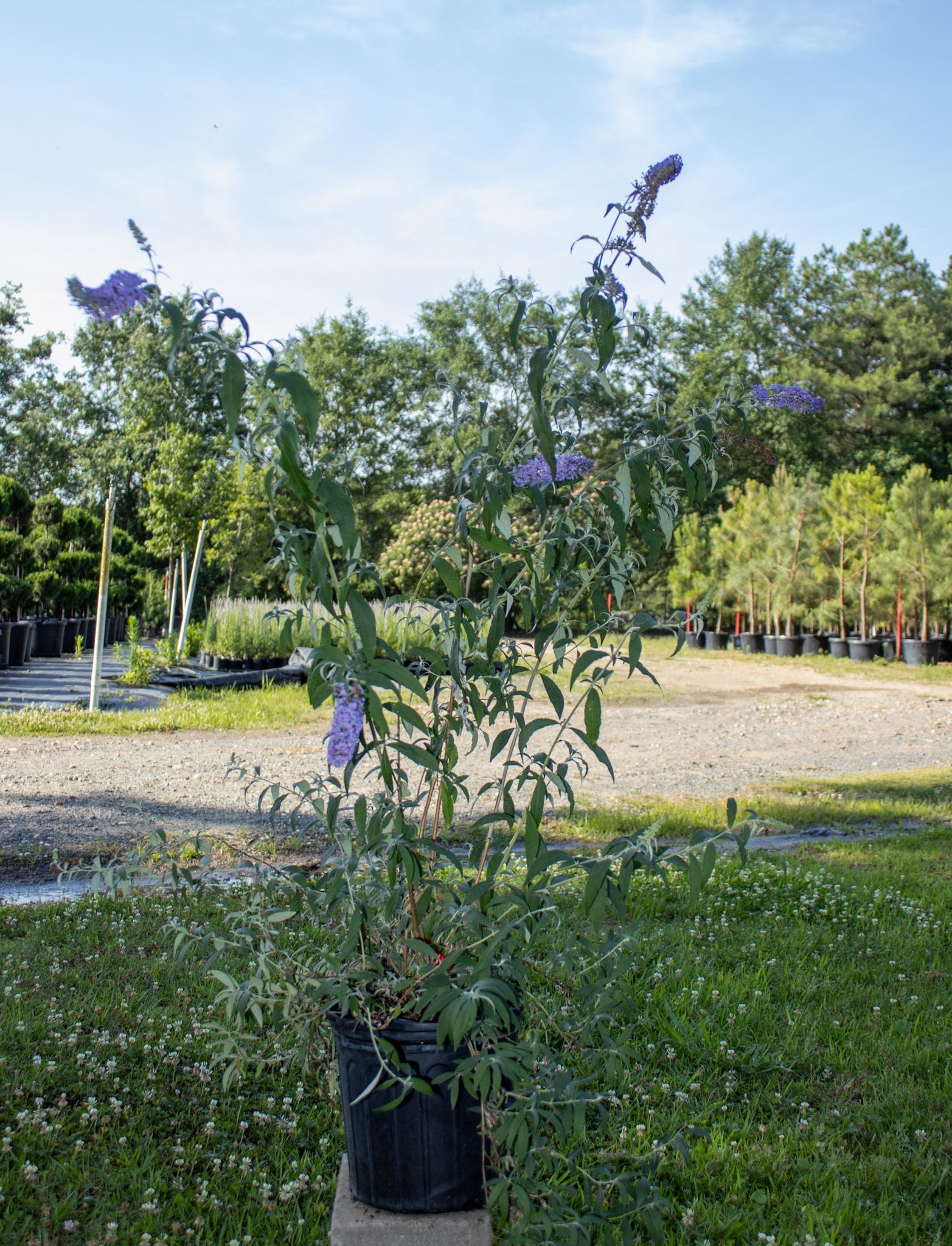 Potted purple-flowering plant in a park with grass, trees, and a sandy path in the background