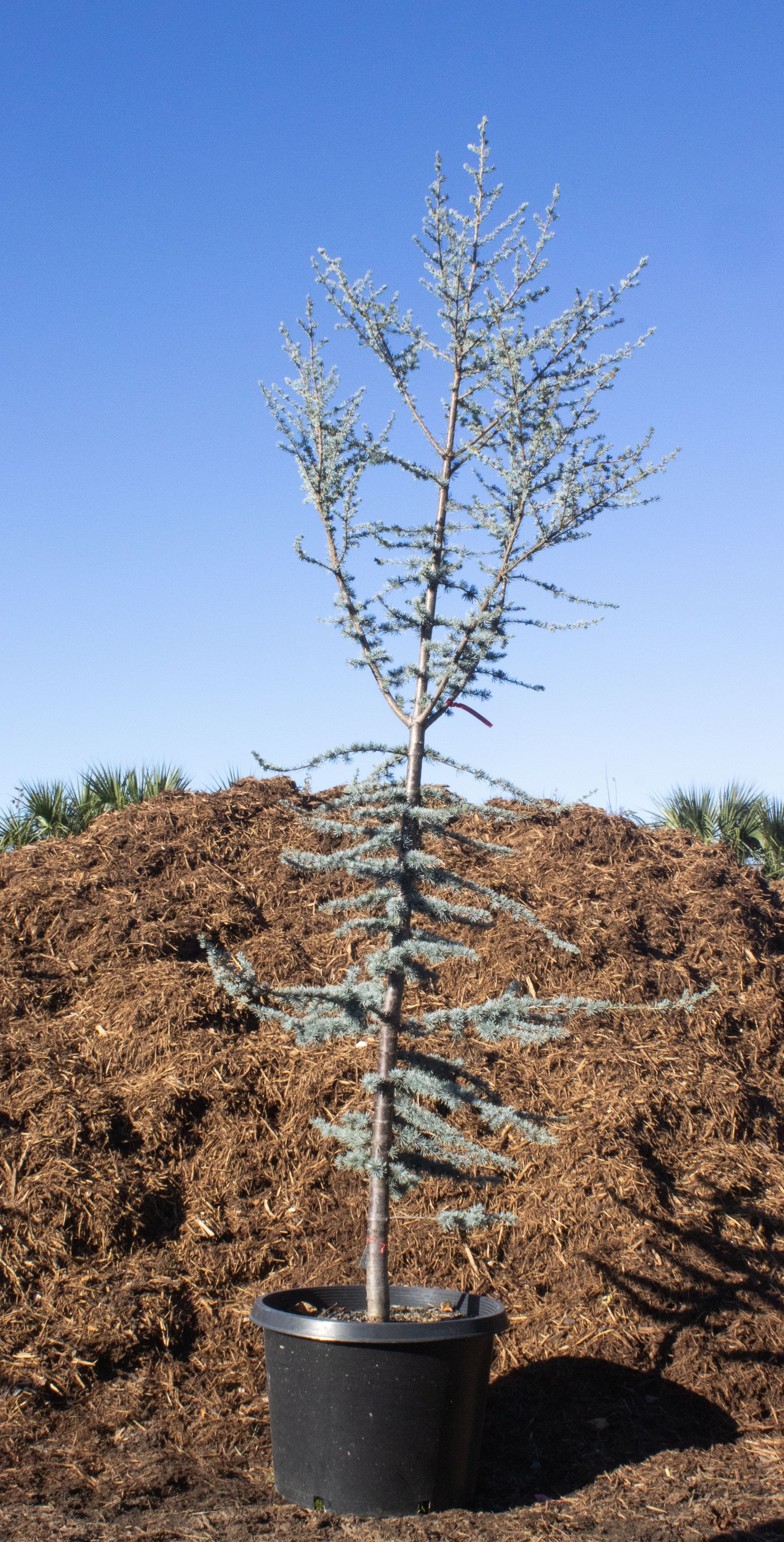Potted young tree with thin branches against a blue sky and mulch pile background