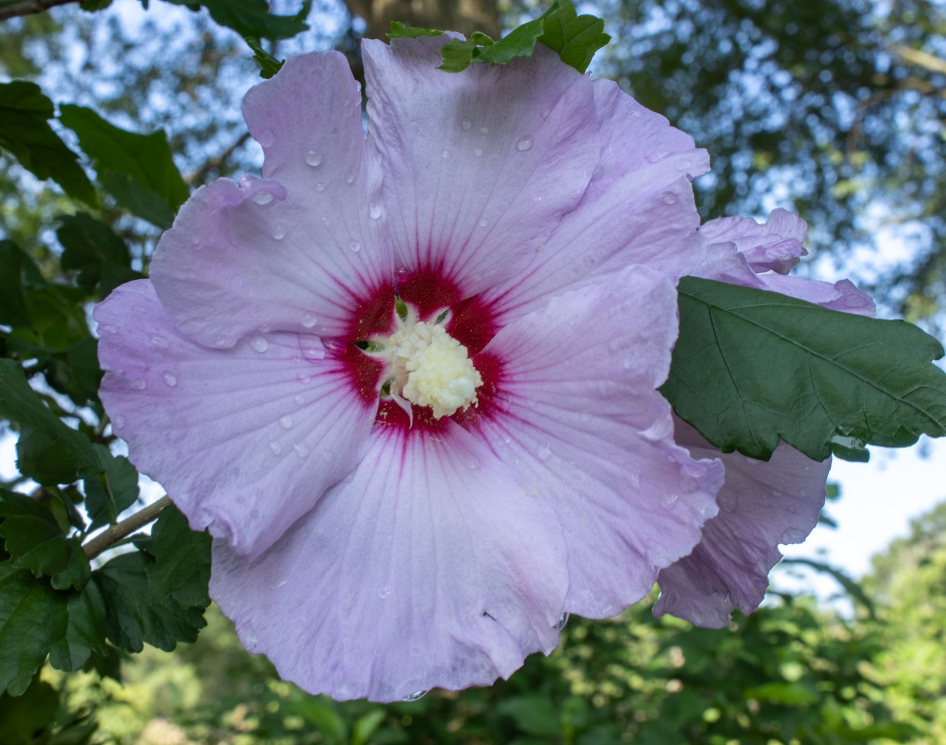 Close-up of a pale purple hibiscus flower with a red center against green leaves and blue sky