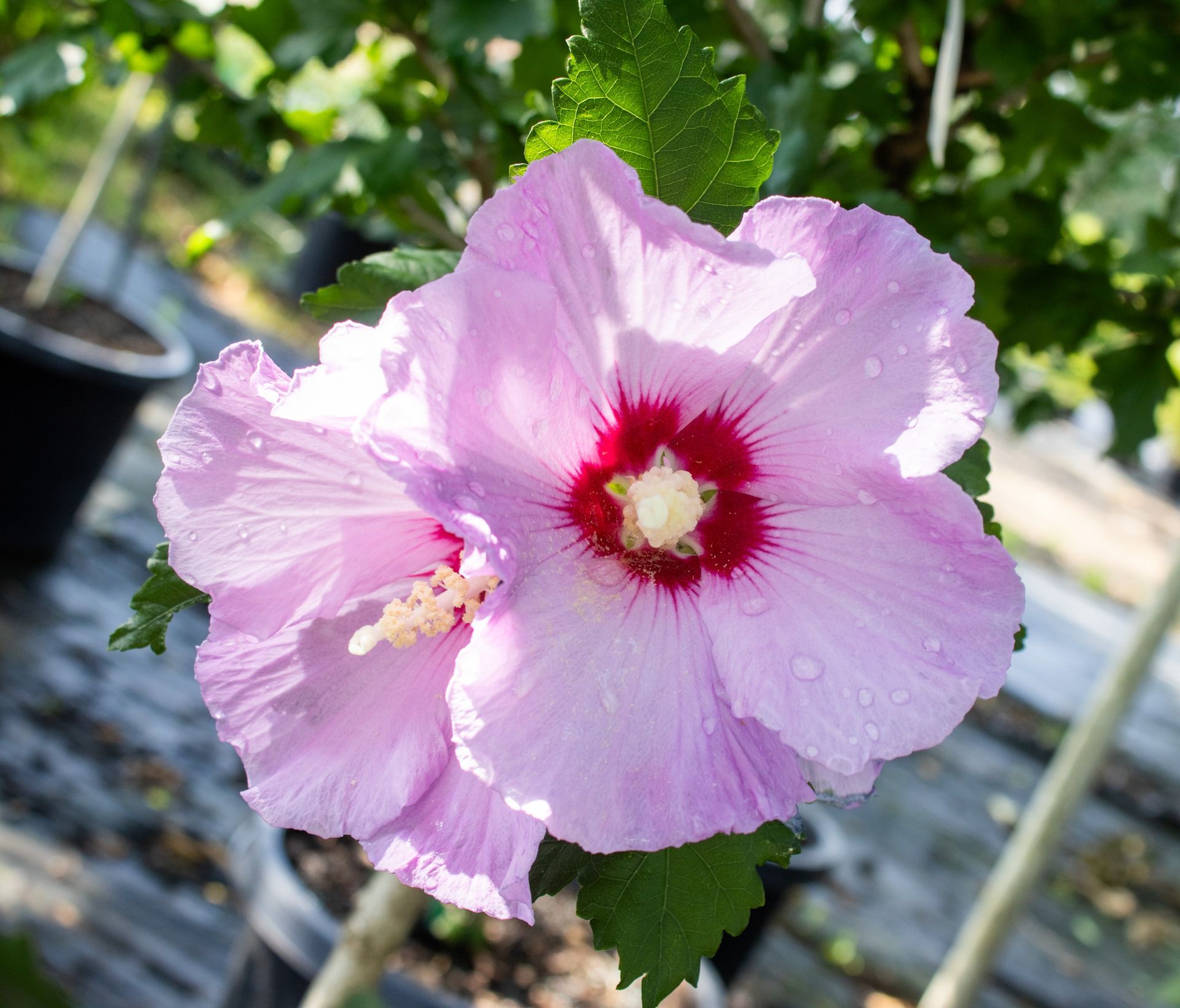 Pink hibiscus flower with a dark red center in a sunlit garden.