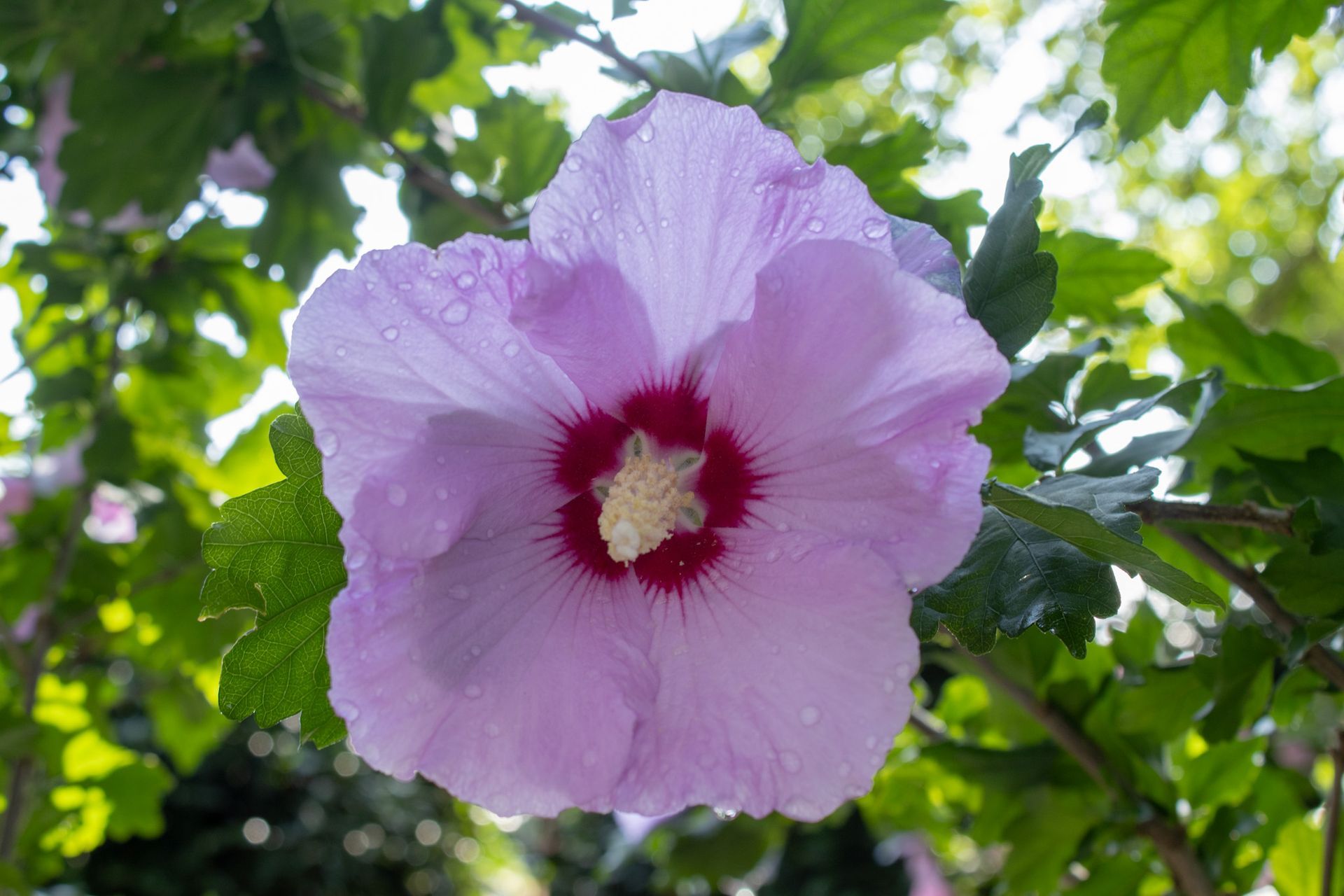 Pink hibiscus flower with a dark red center against green leaves and sunlight