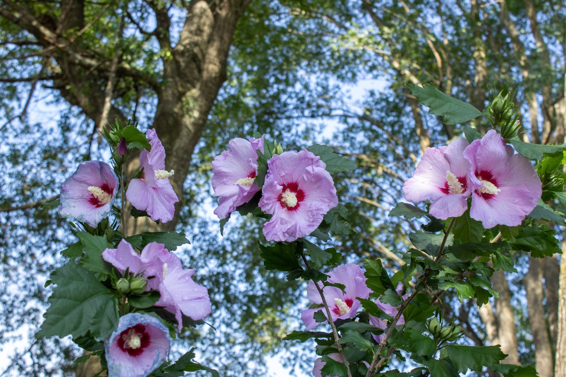 Pink hibiscus flowers blooming on branches against a blue sky and leafy trees