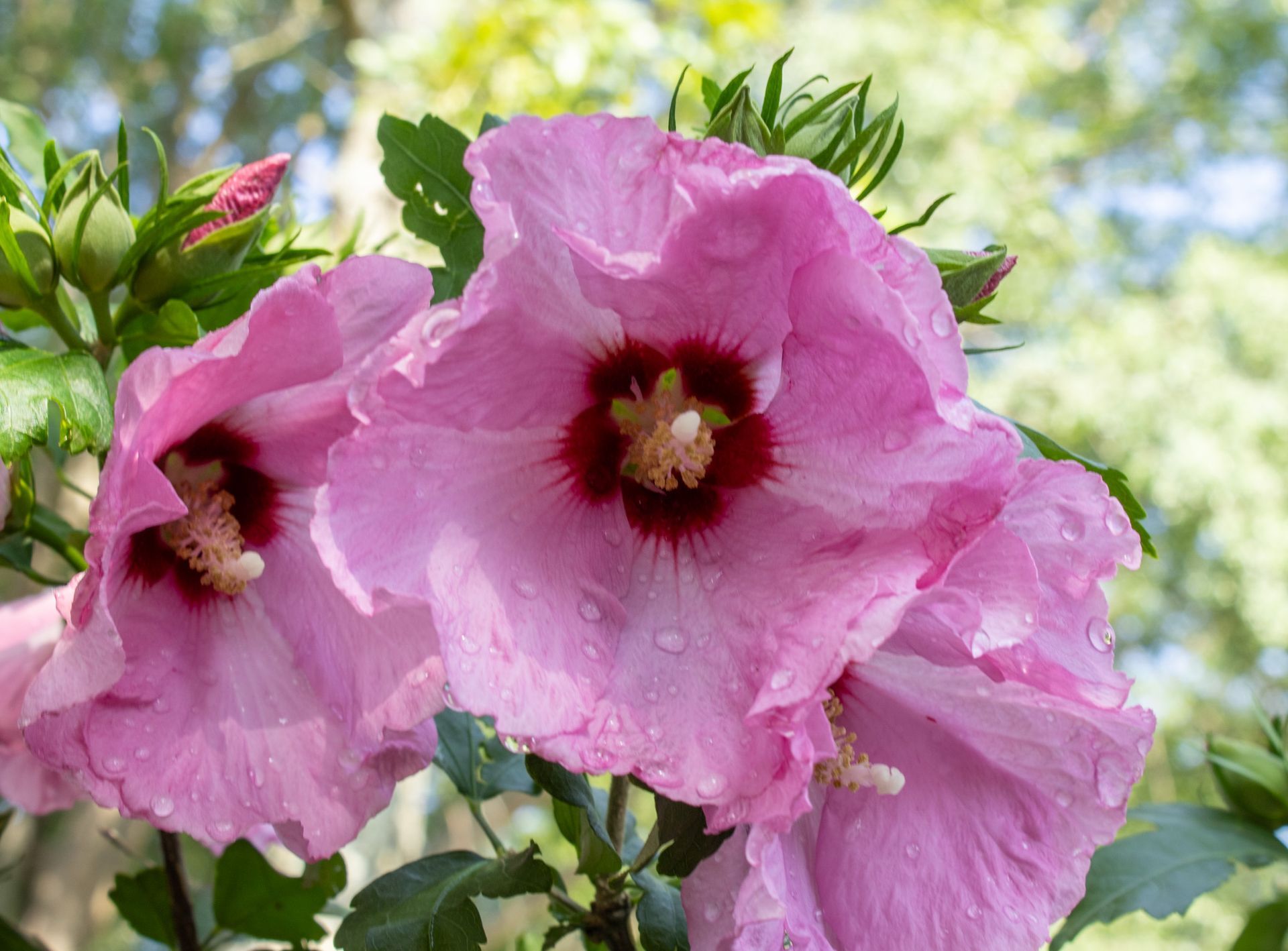Pink hibiscus flowers with raindrops against green leaves and a blurred garden background