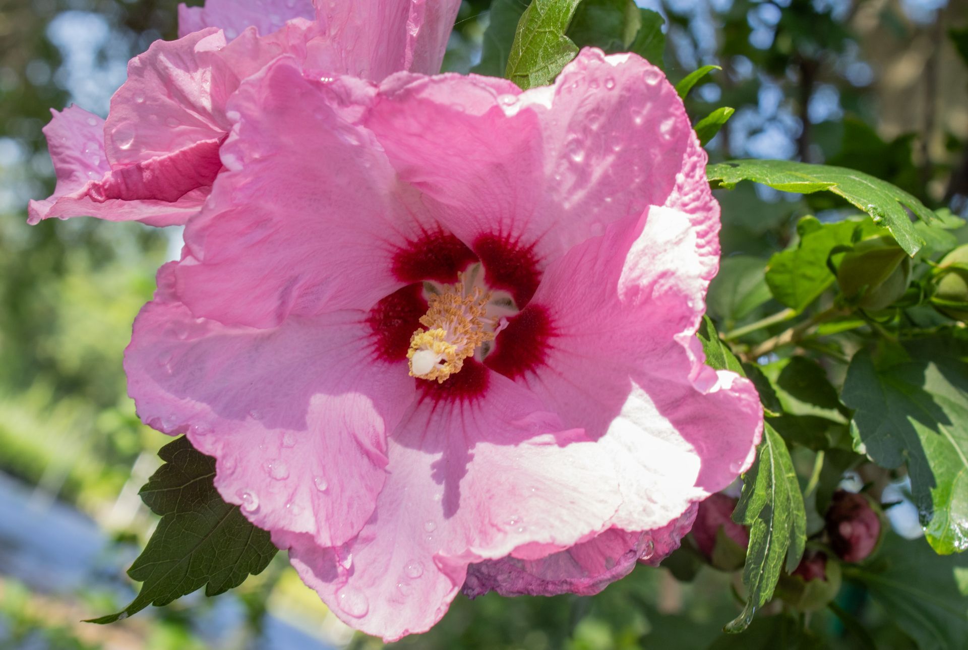 Pink hibiscus flower blooming in a sunny garden, with a dark red center and green leaves