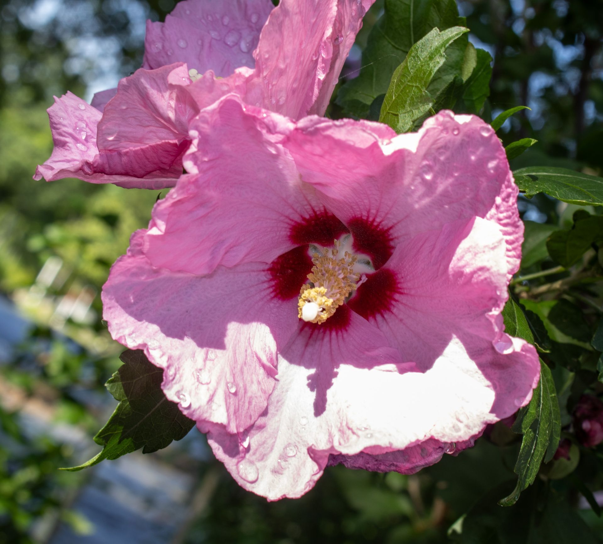 Pink hibiscus flower with a red center and white petals in sunlight