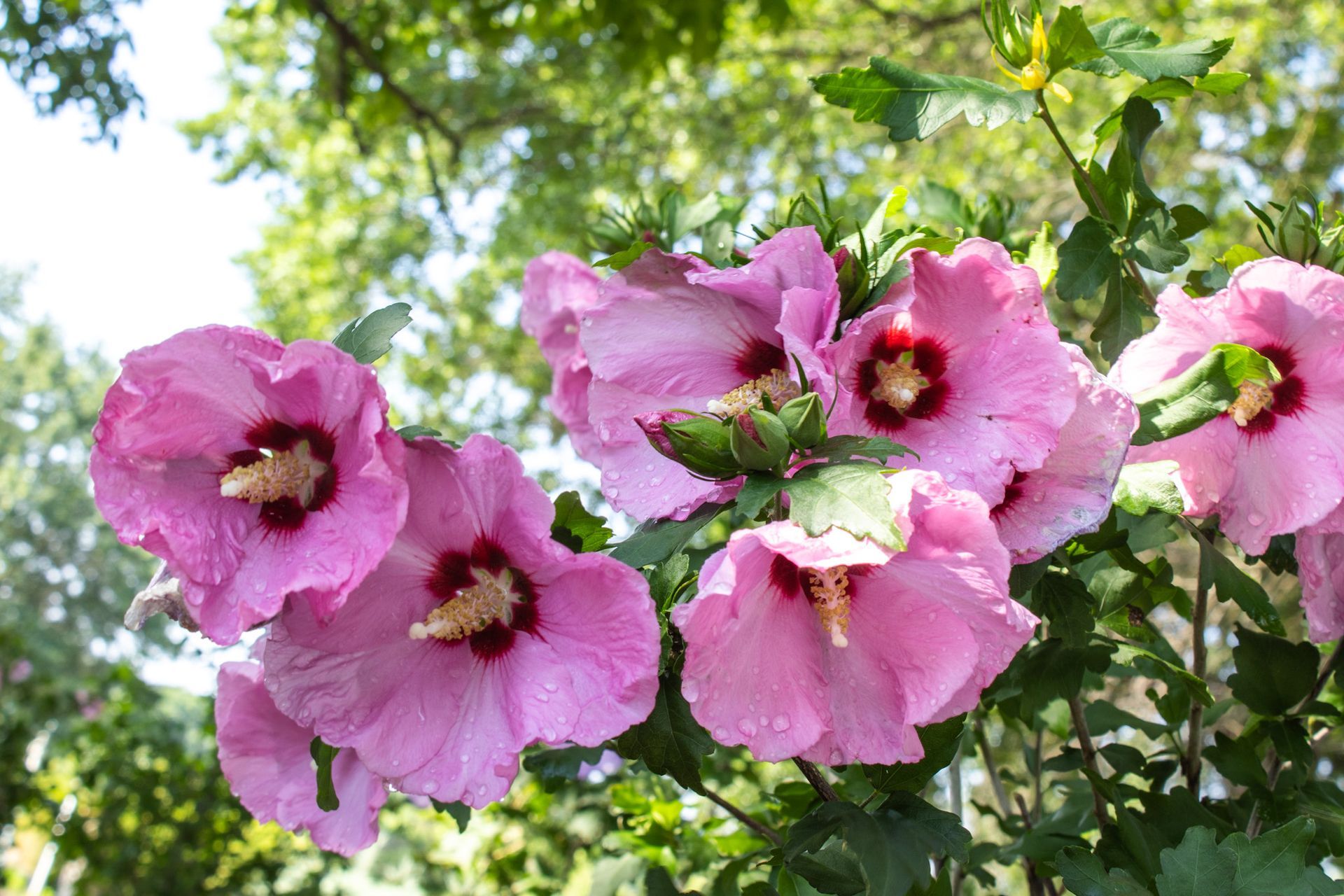 Pink hibiscus flowers blooming among green leaves in sunlight