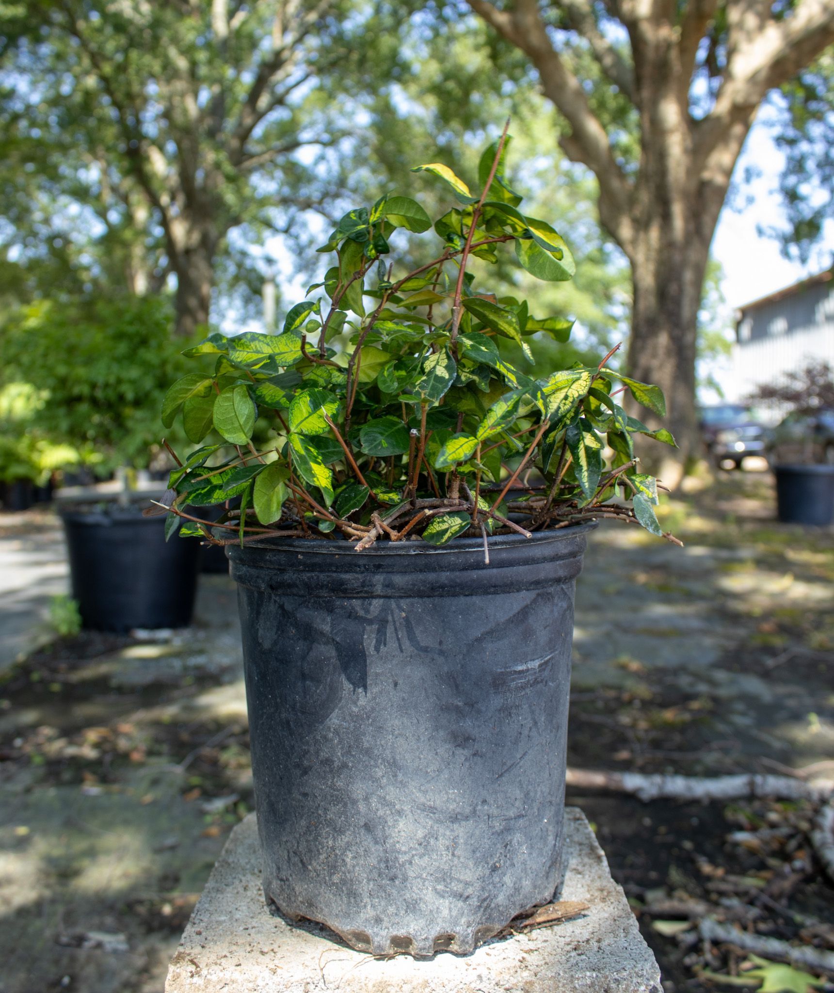 Small potted green shrub in a black plastic nursery pot outdoors on a sunny day