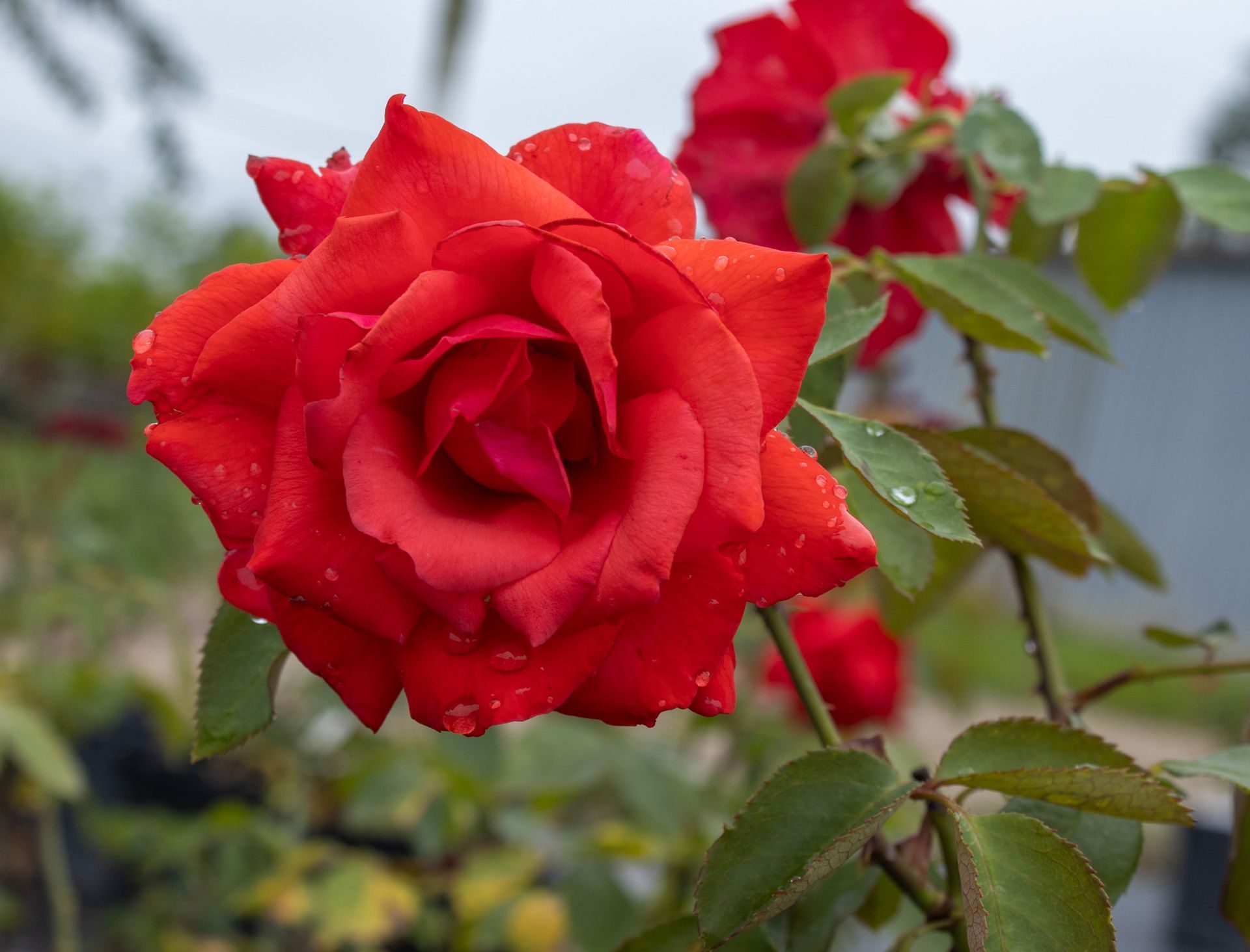 Close-up of a vibrant red rose with green leaves in a garden